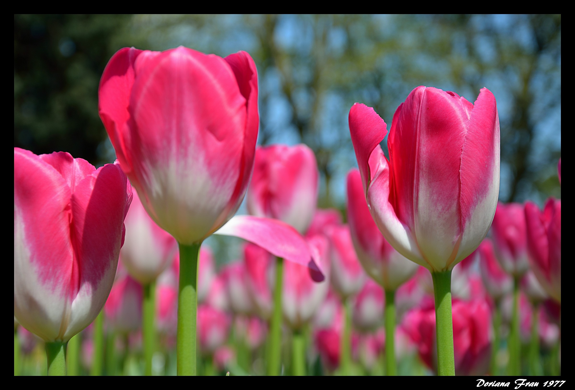 Triumph tulips.