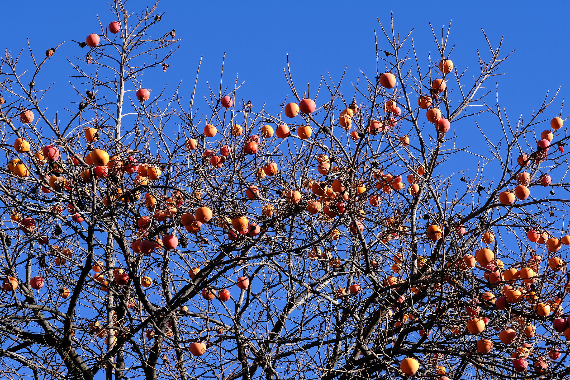 Winter fruits