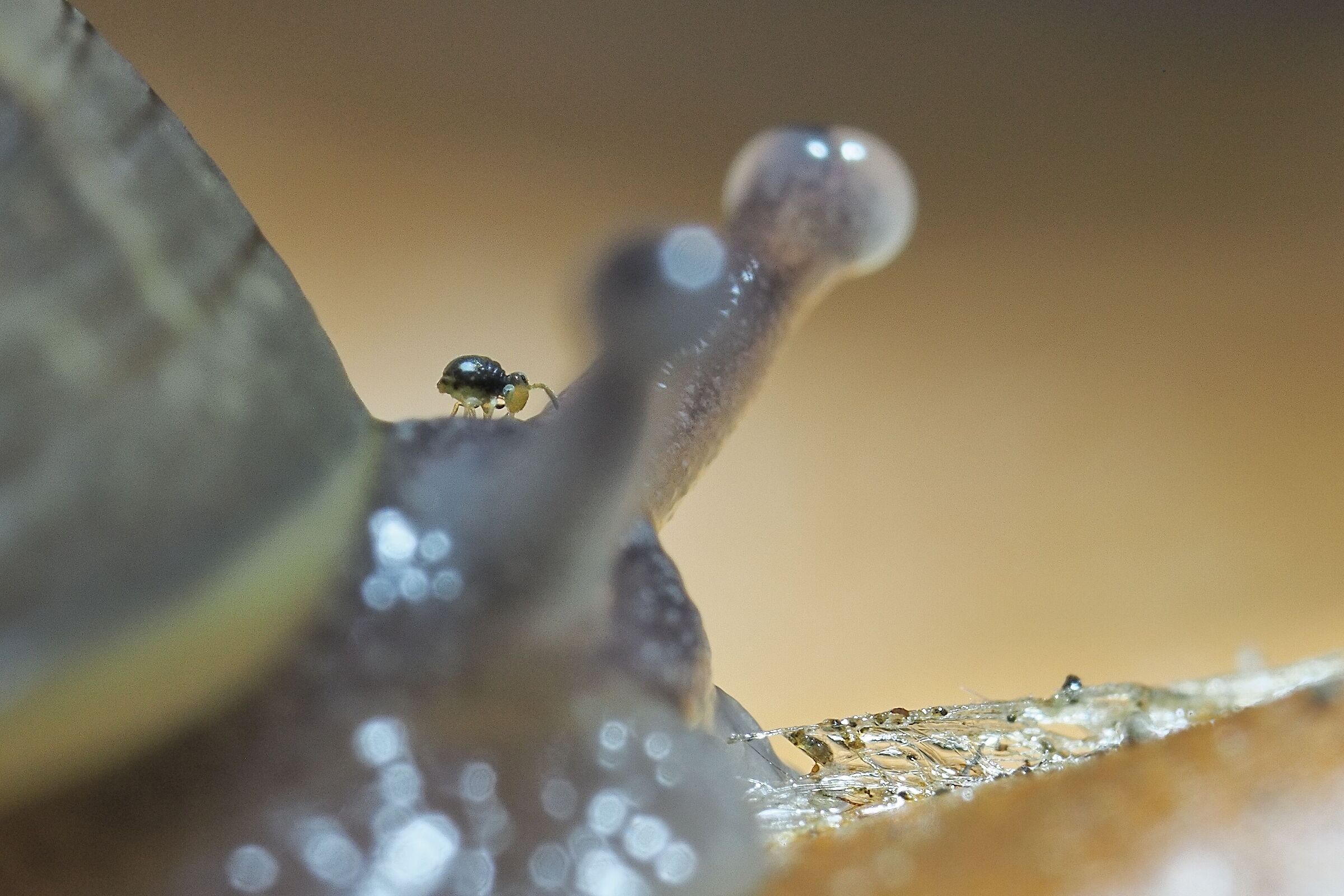 Riding the snail or springtail rodeo