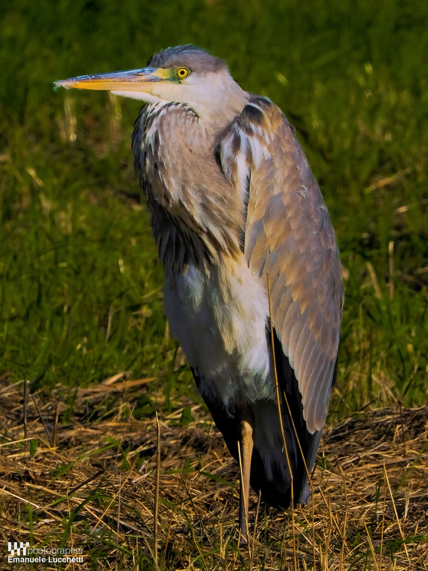Grey heron