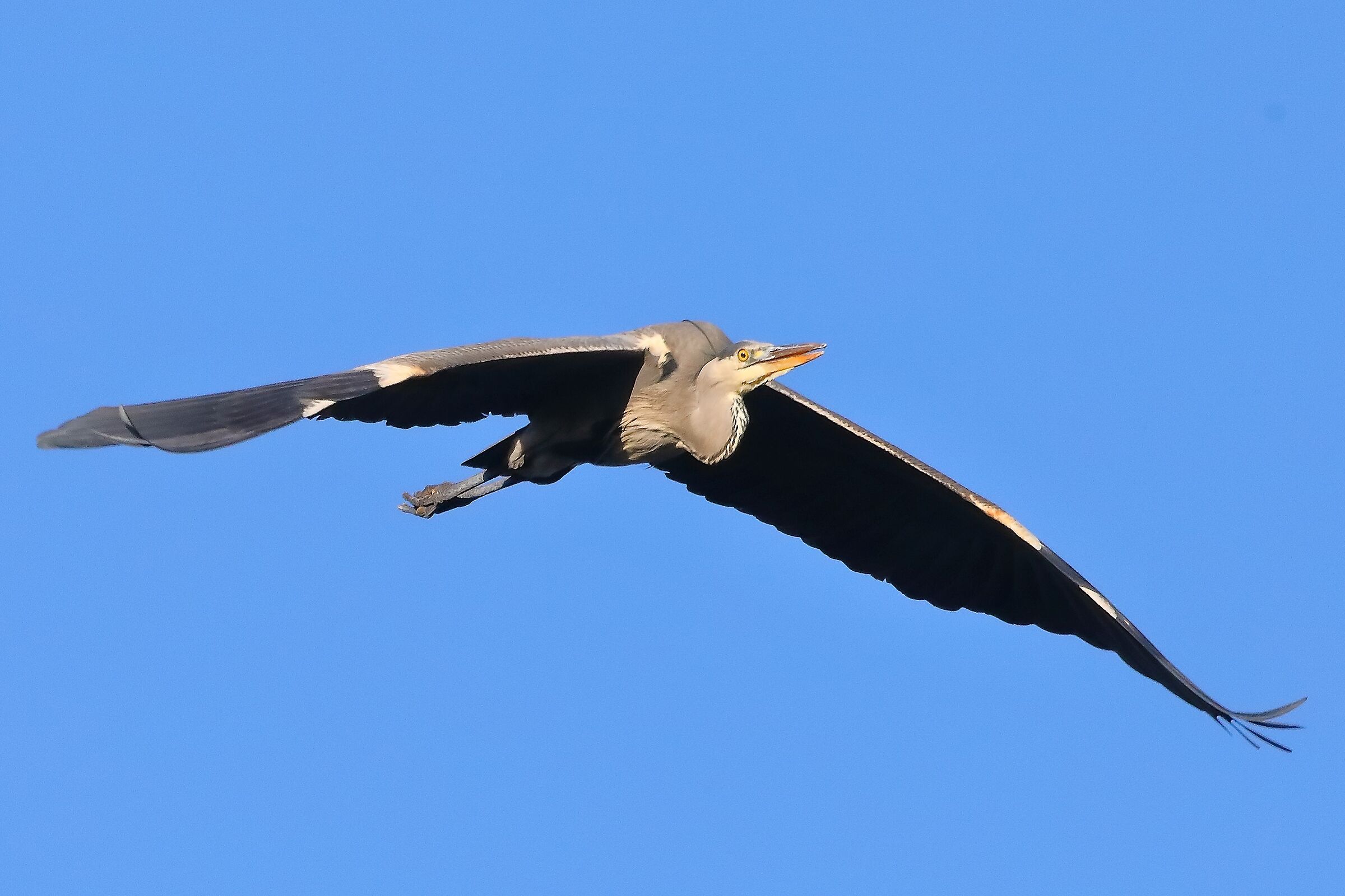 Cenerino novembre 2022