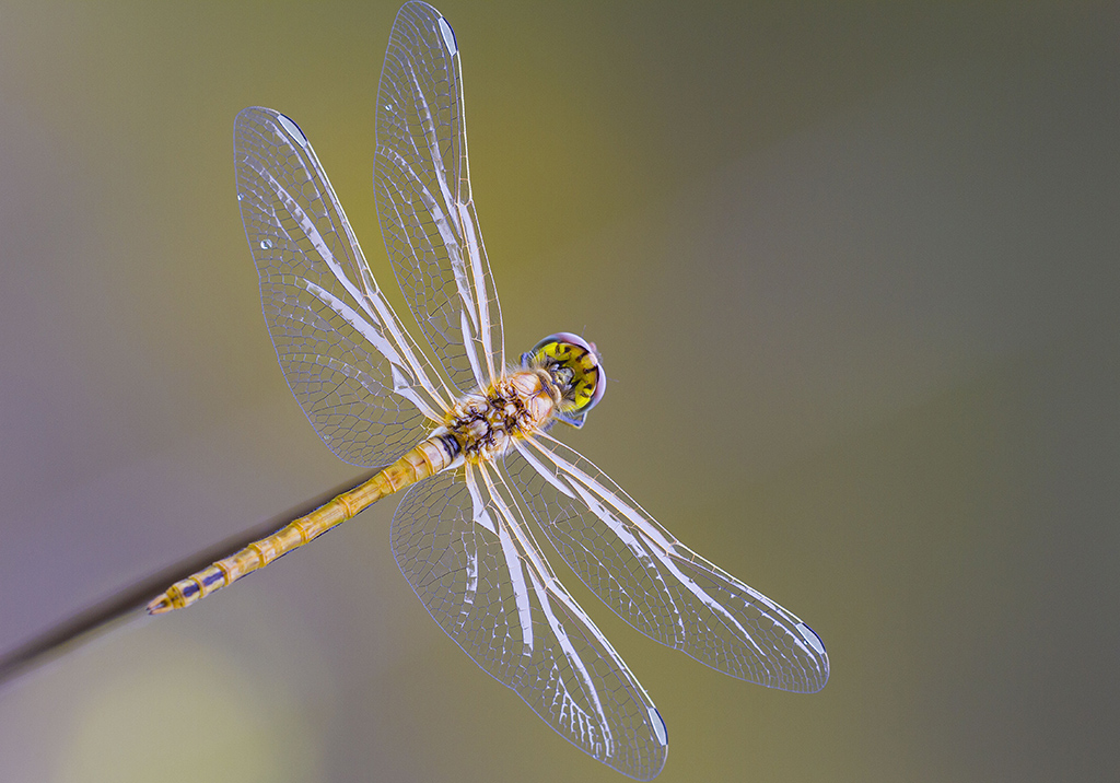 Dragonfly