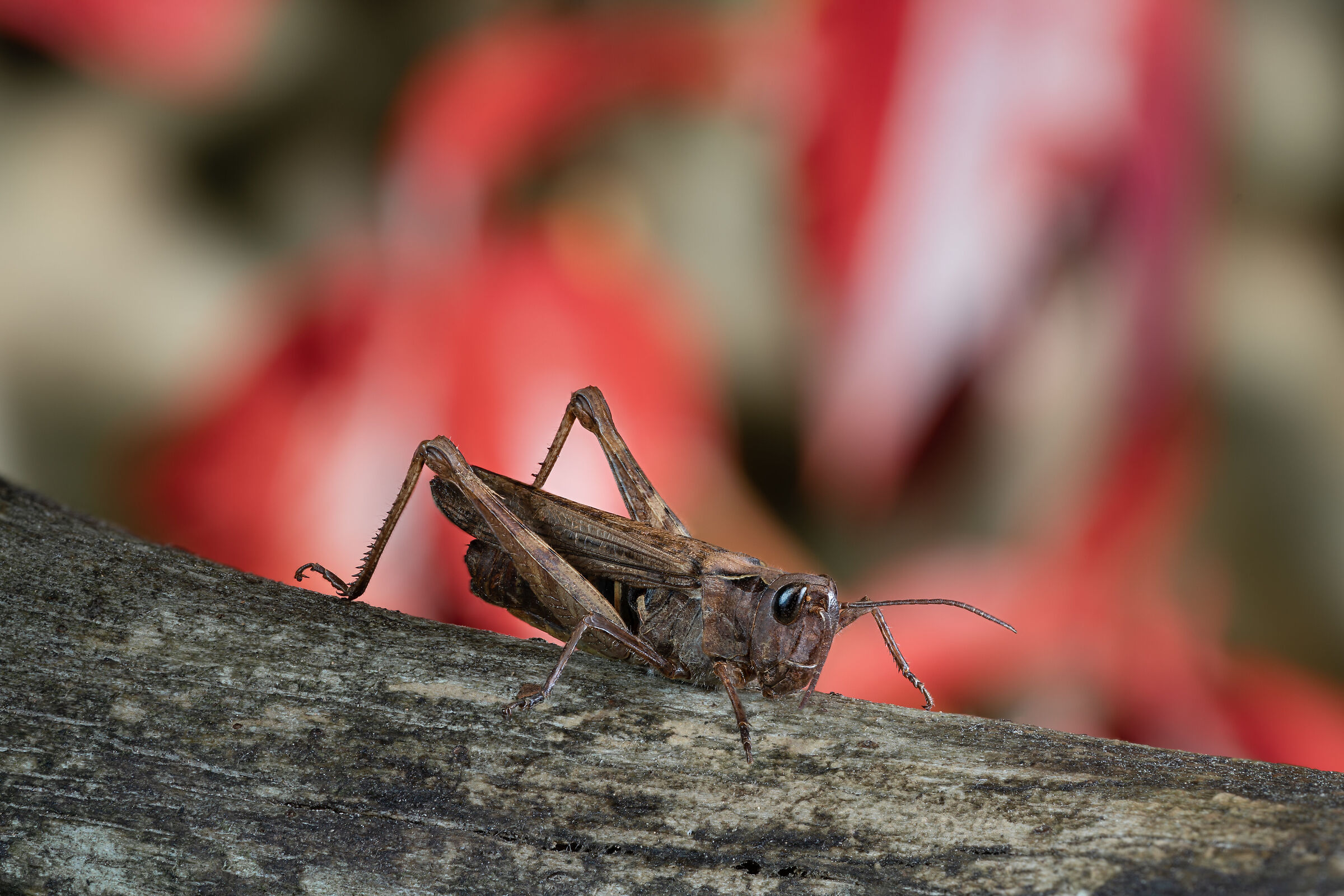 Il mondo delle cavallette
