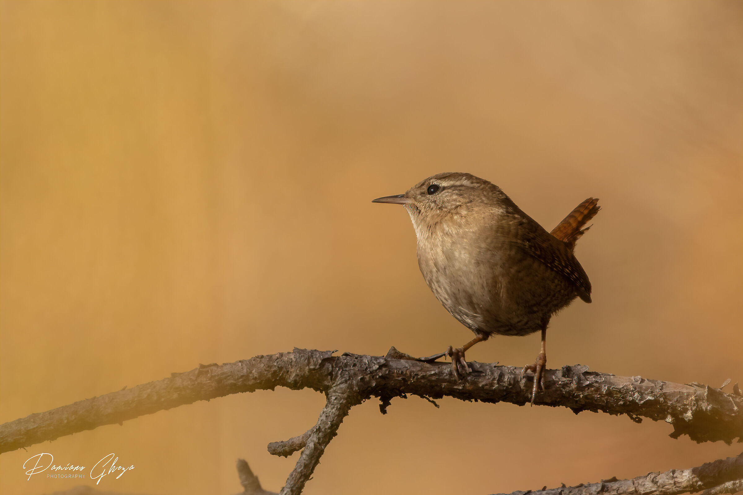 Wren