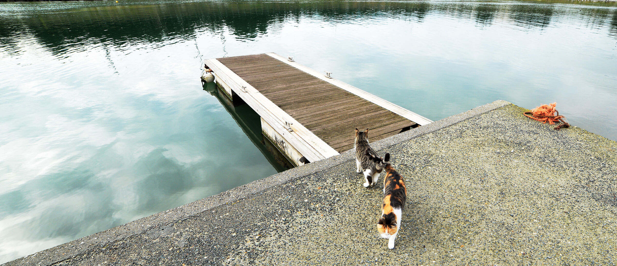 Two cats by the sea, Oasi del Gatto, Genova Pra.