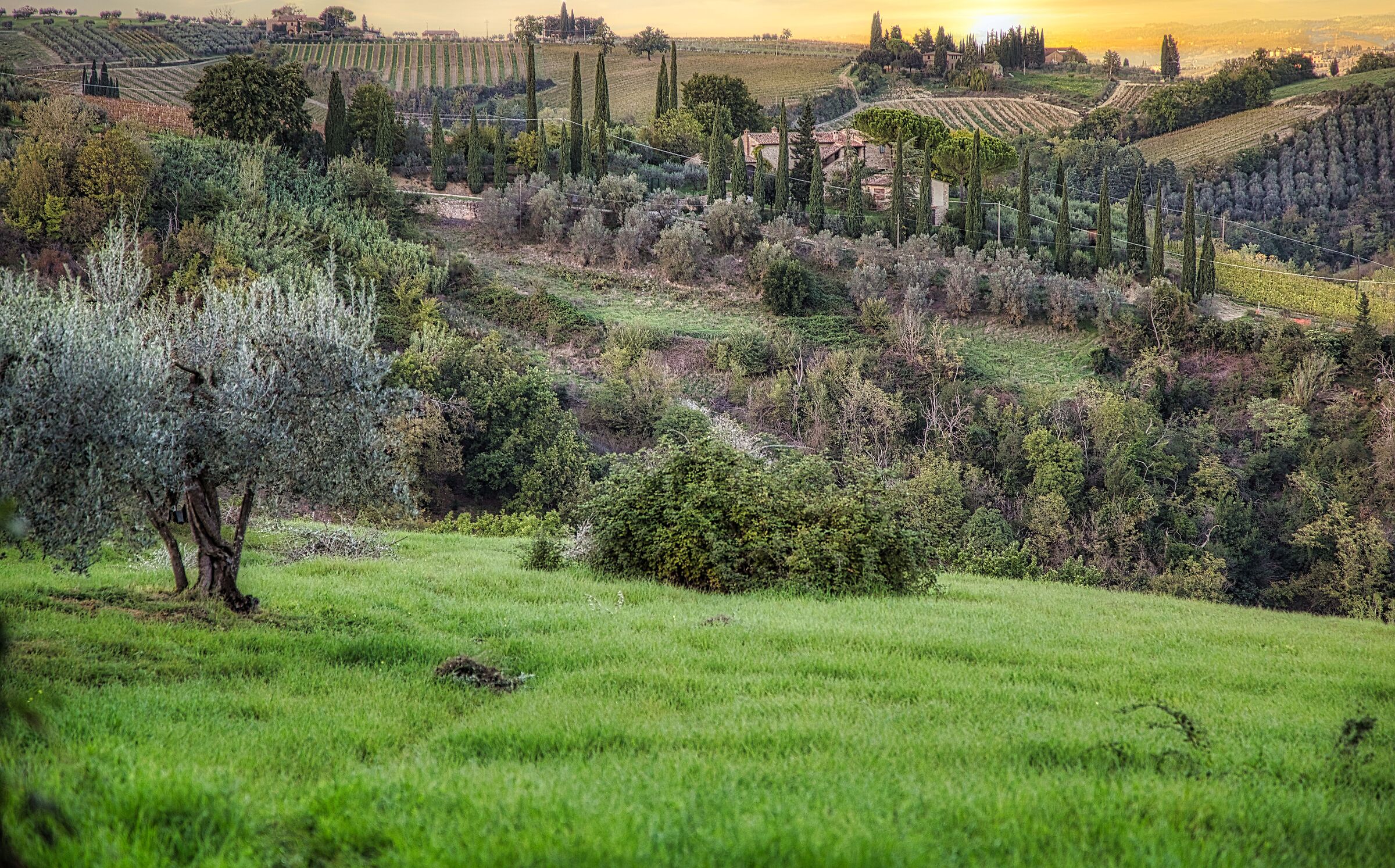 Countryside in Val d'Elsa