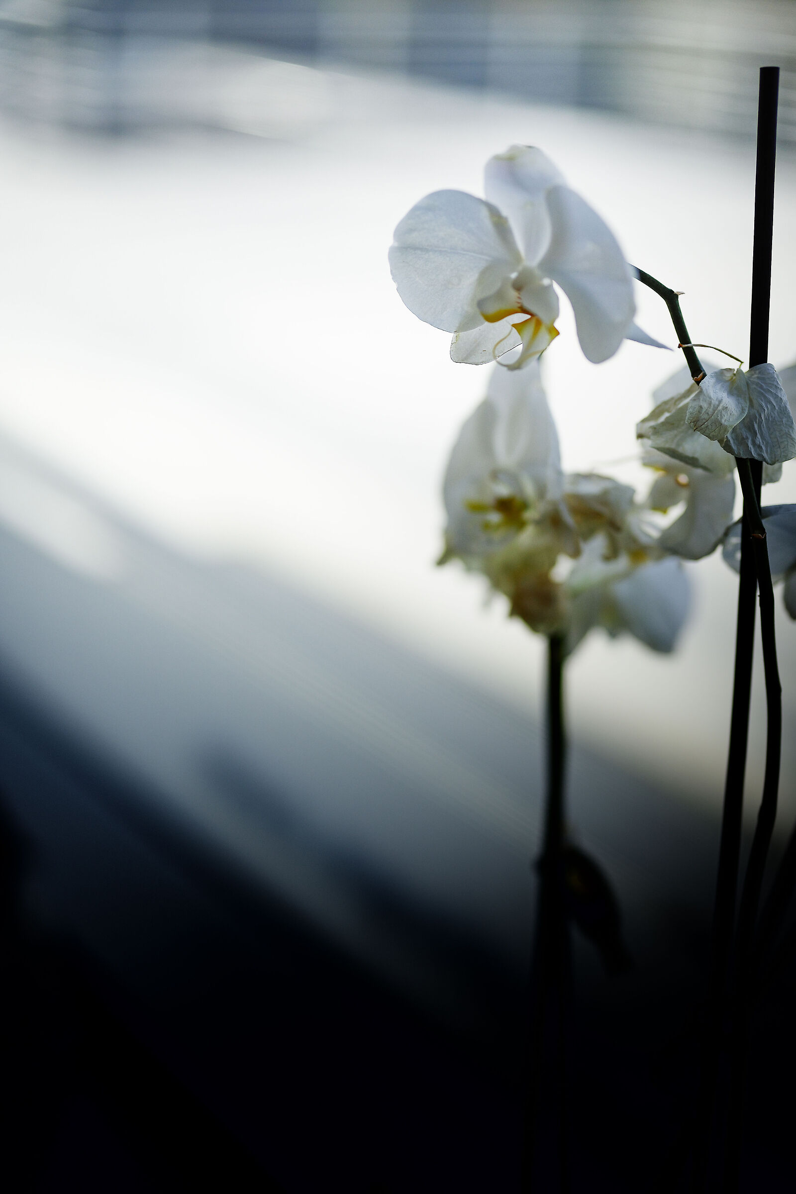 l'ultima luce....