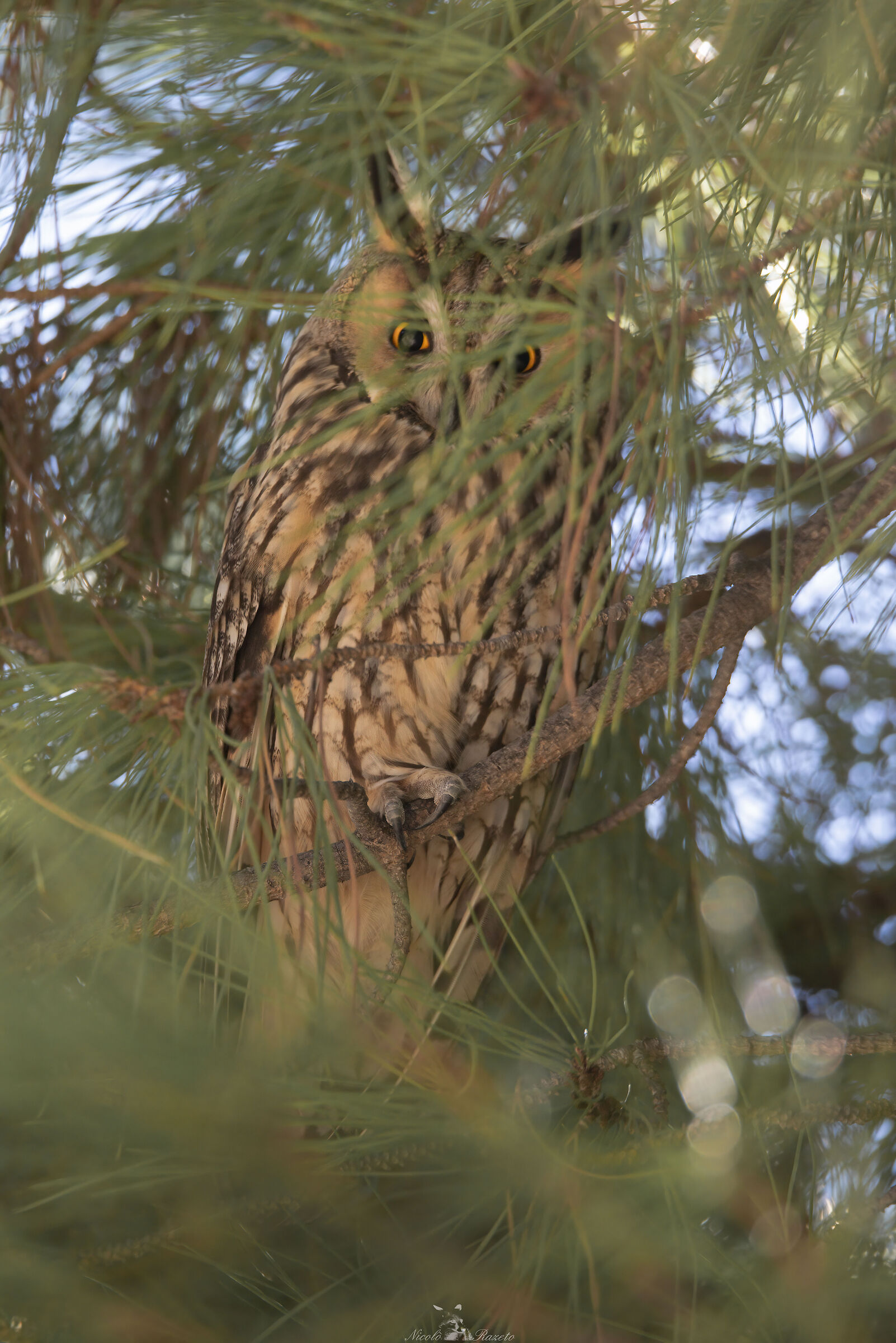 Long-eared owl
