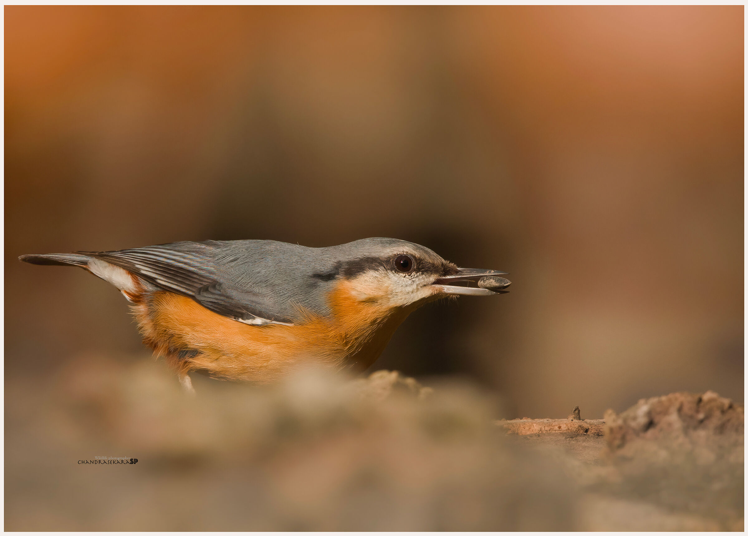 wood nuthatch