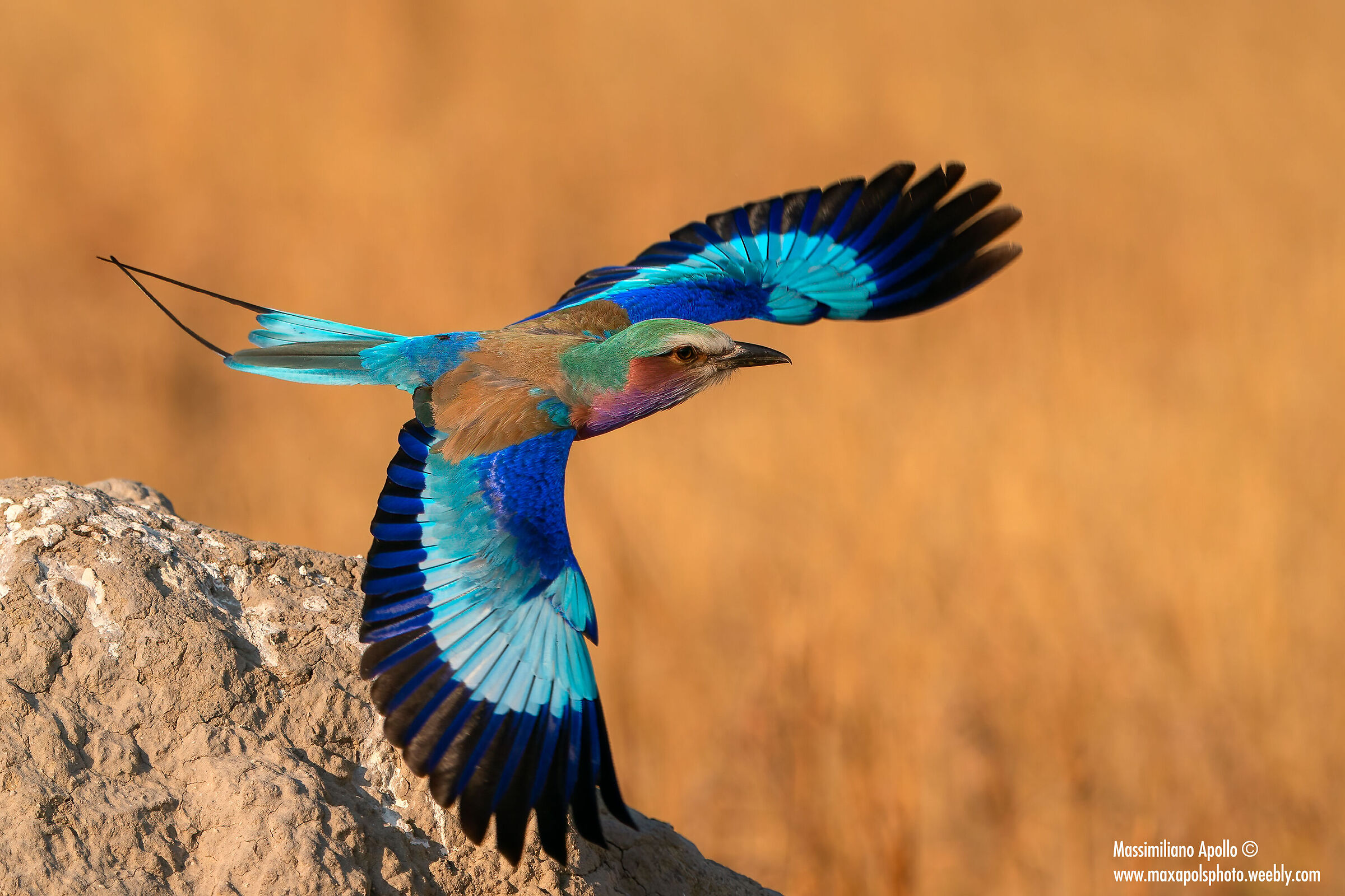 " color flight.."