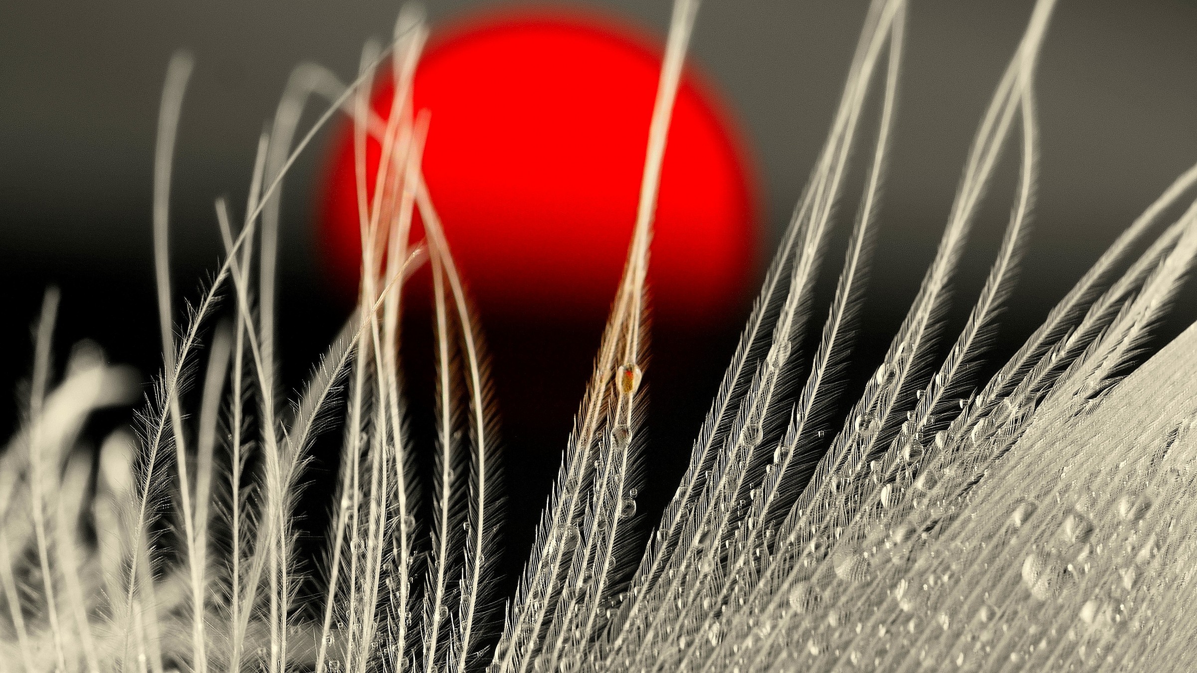 Rising Sun .................