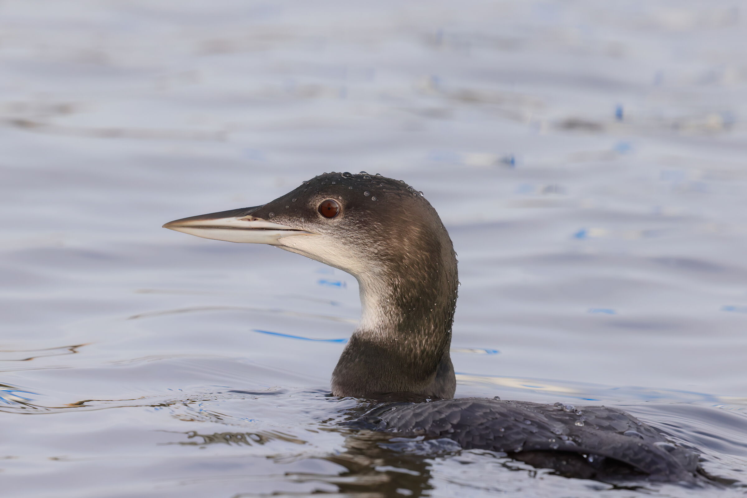 Great northern diver