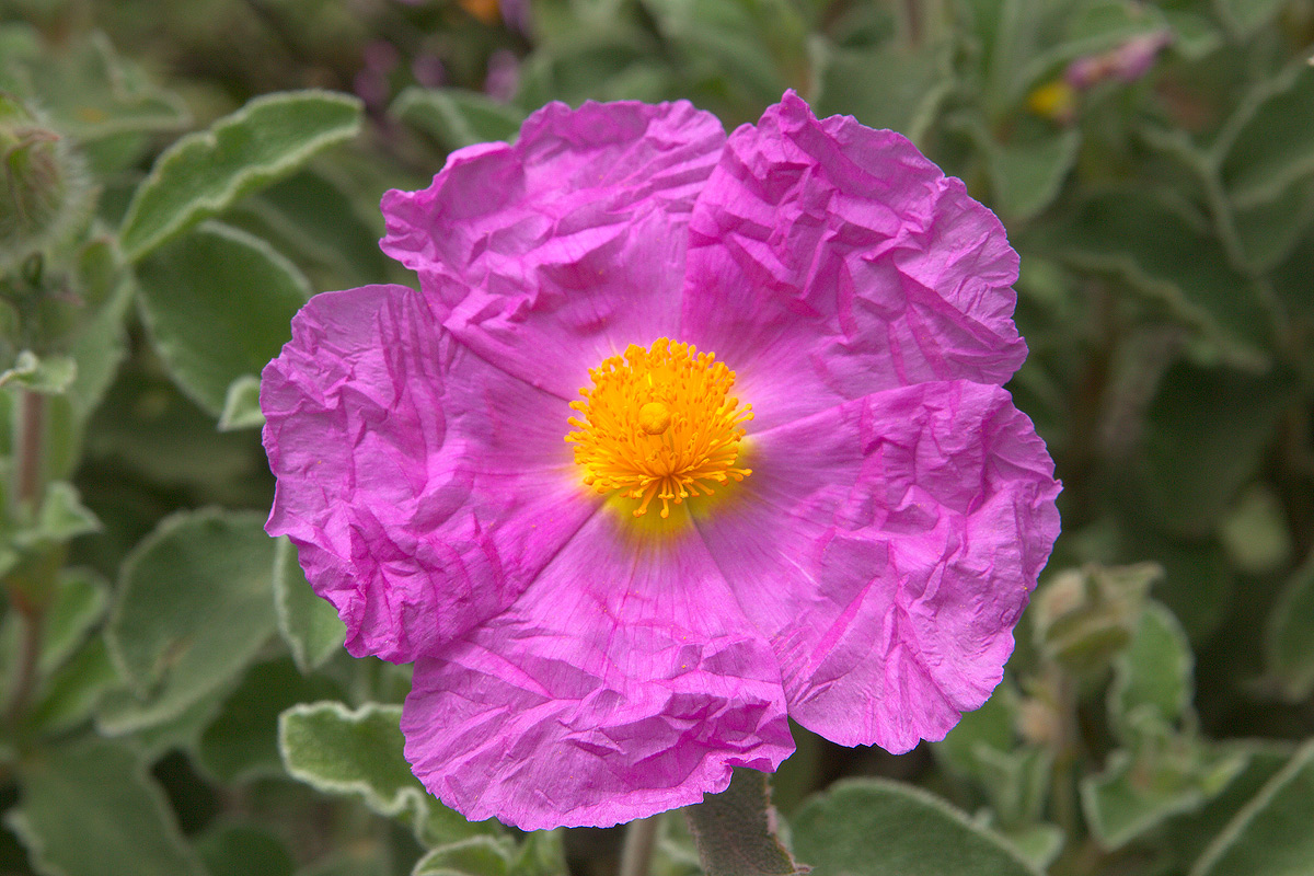 Cistus incanus