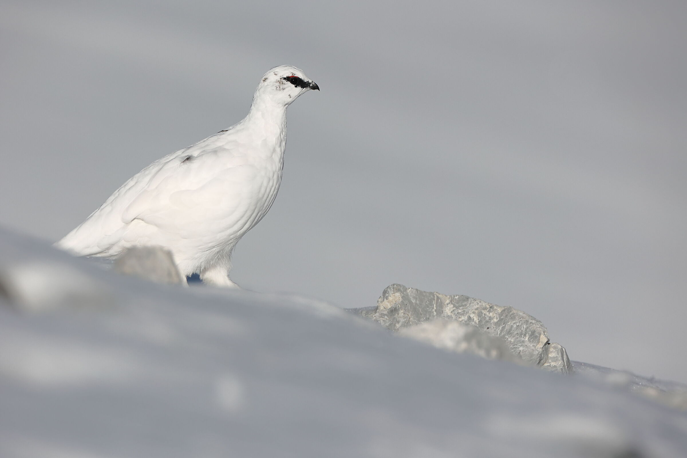 Pernice bianca maschio