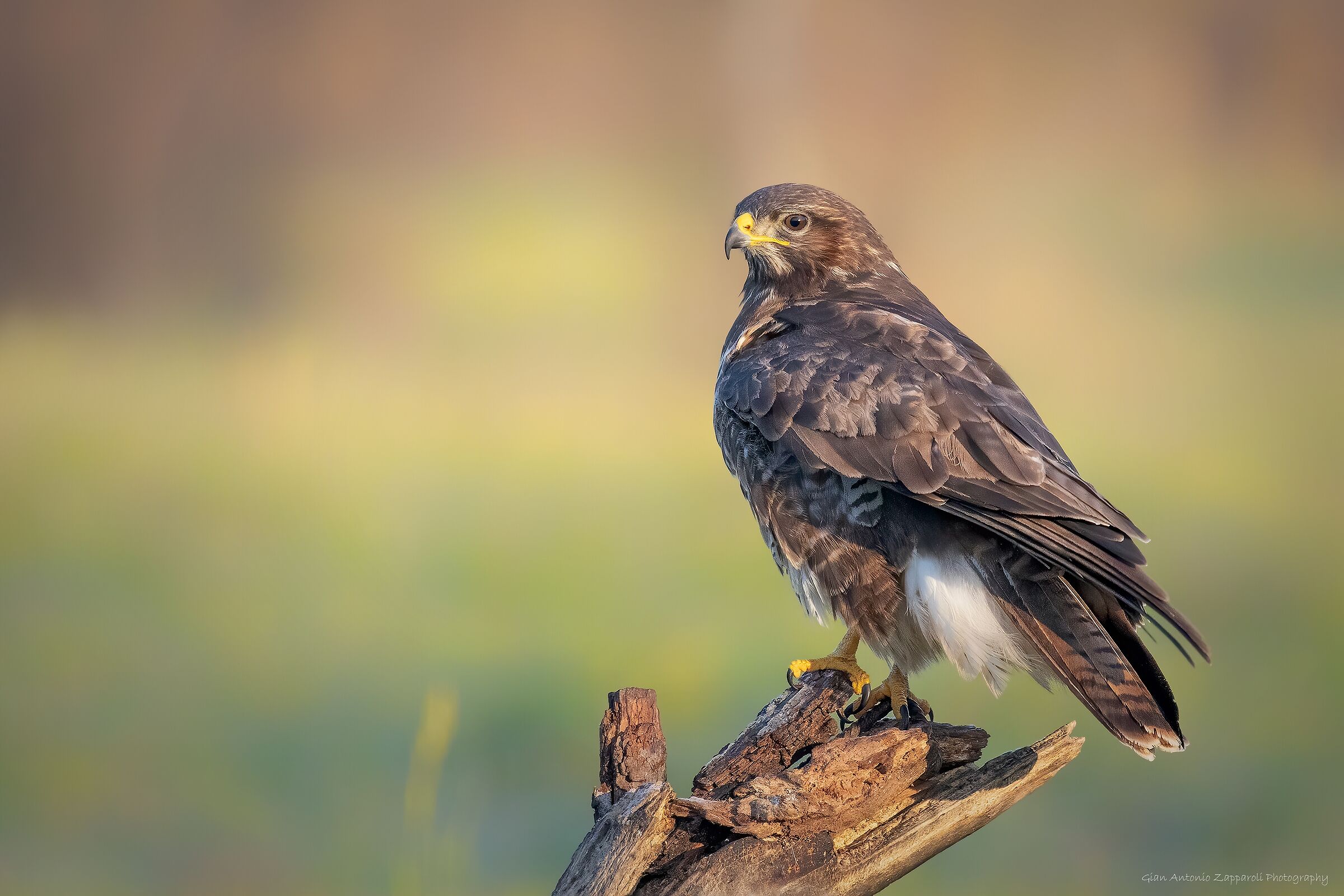 Poiana (Buteo buteo)