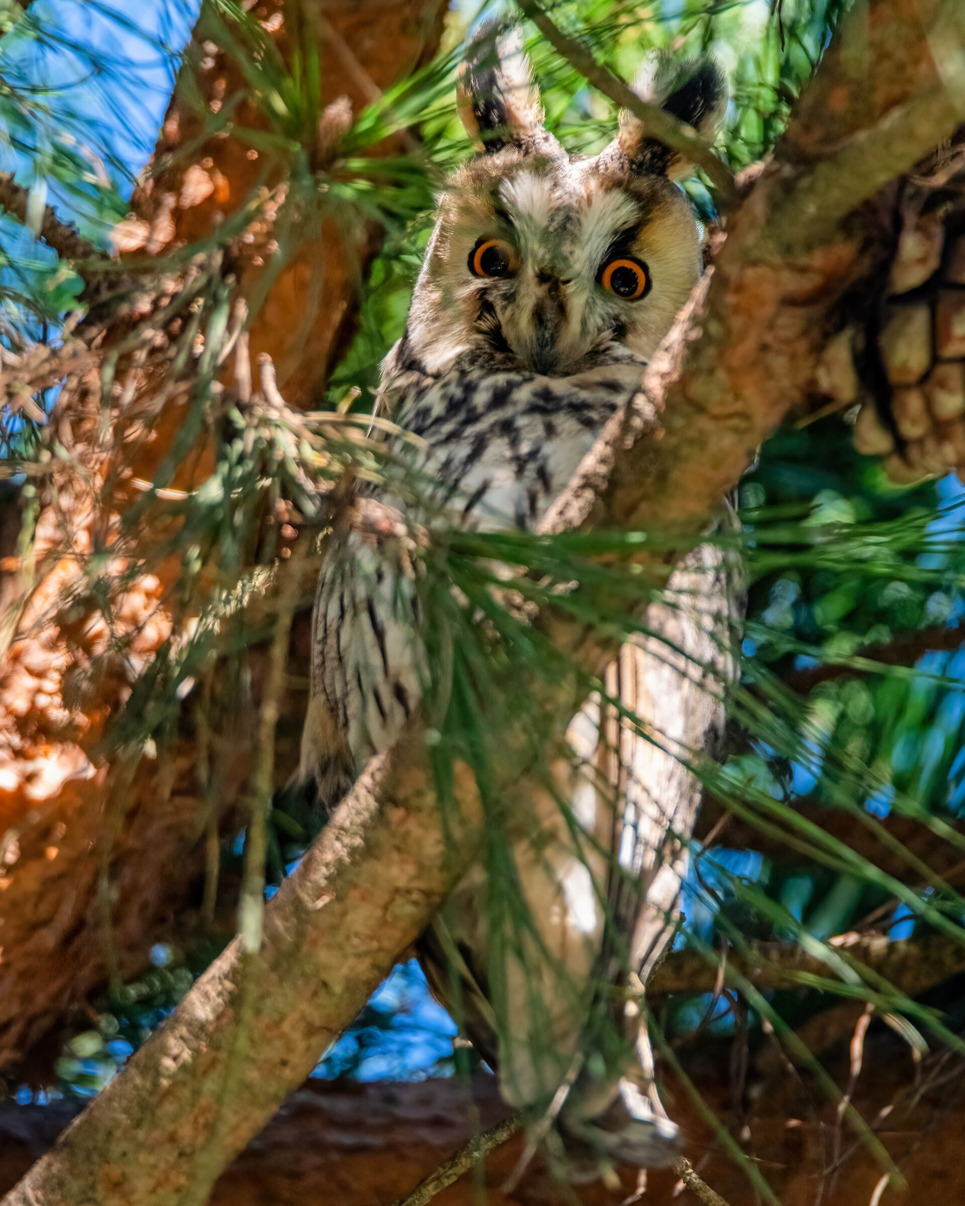 Long-eared owl