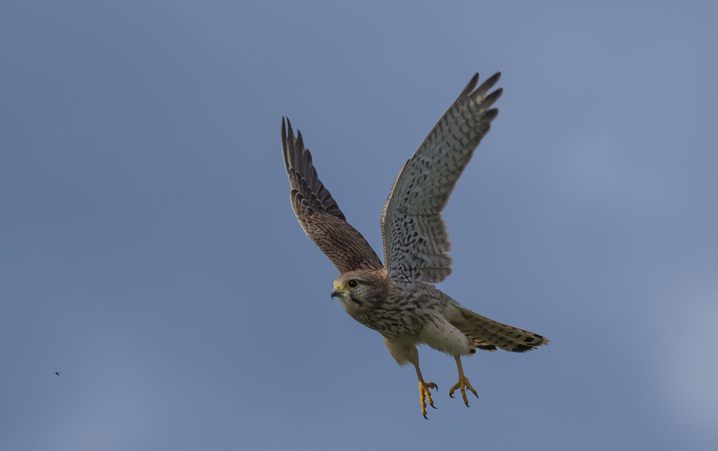 The kestrel and the fly