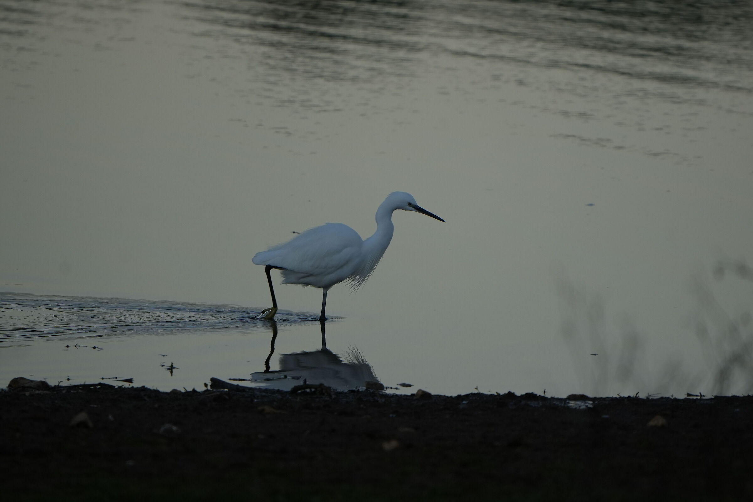 egret?