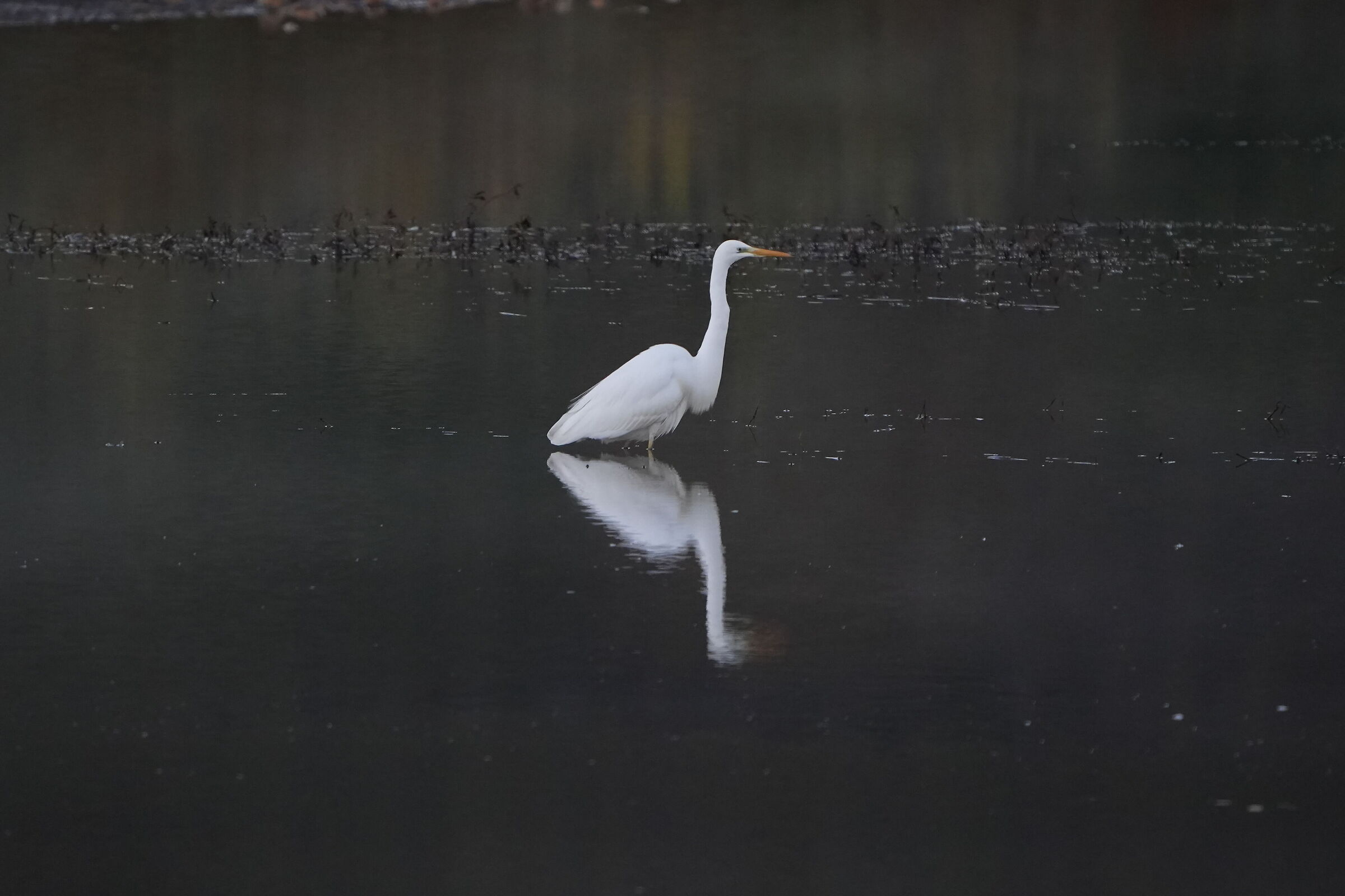 Heron?4