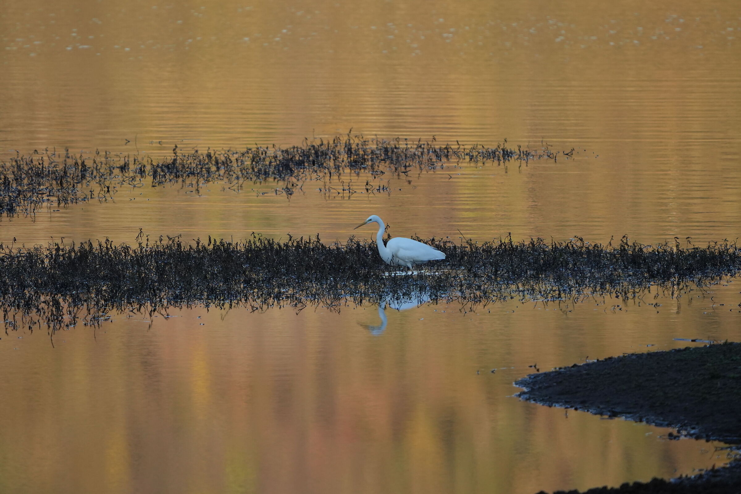 Heron?5