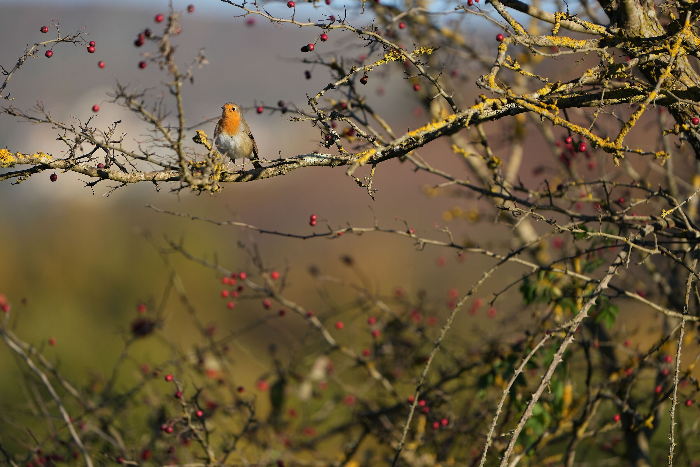 Robin