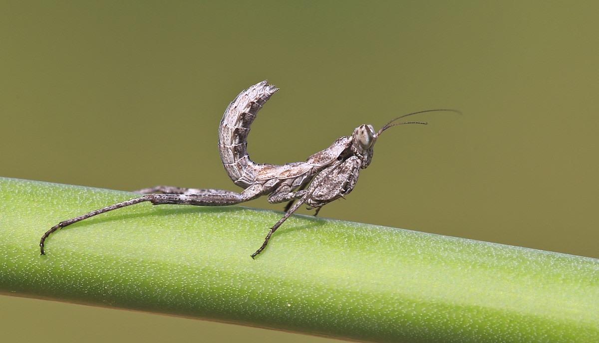 ameles pronta al VIA