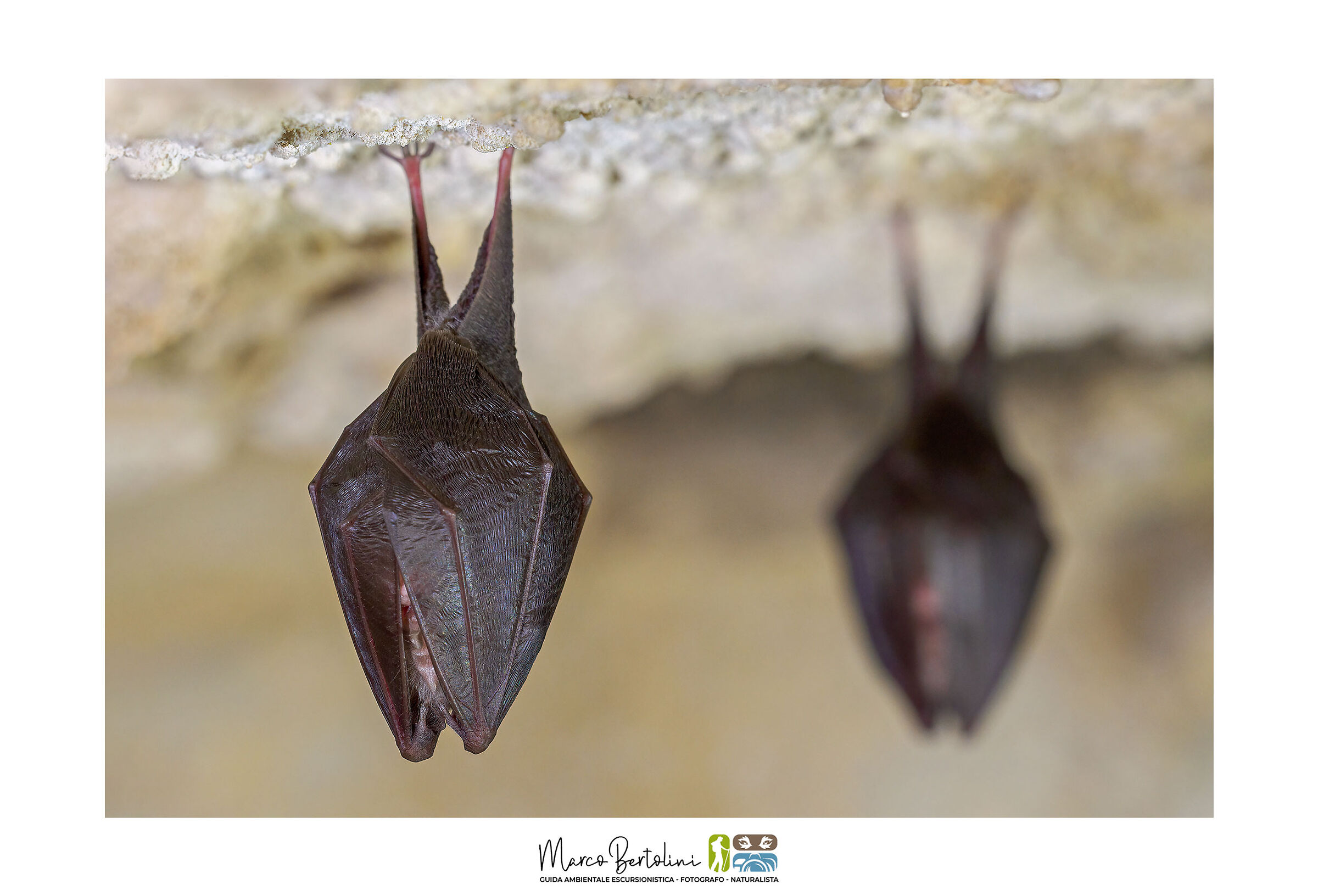 Lesser horseshoe x2