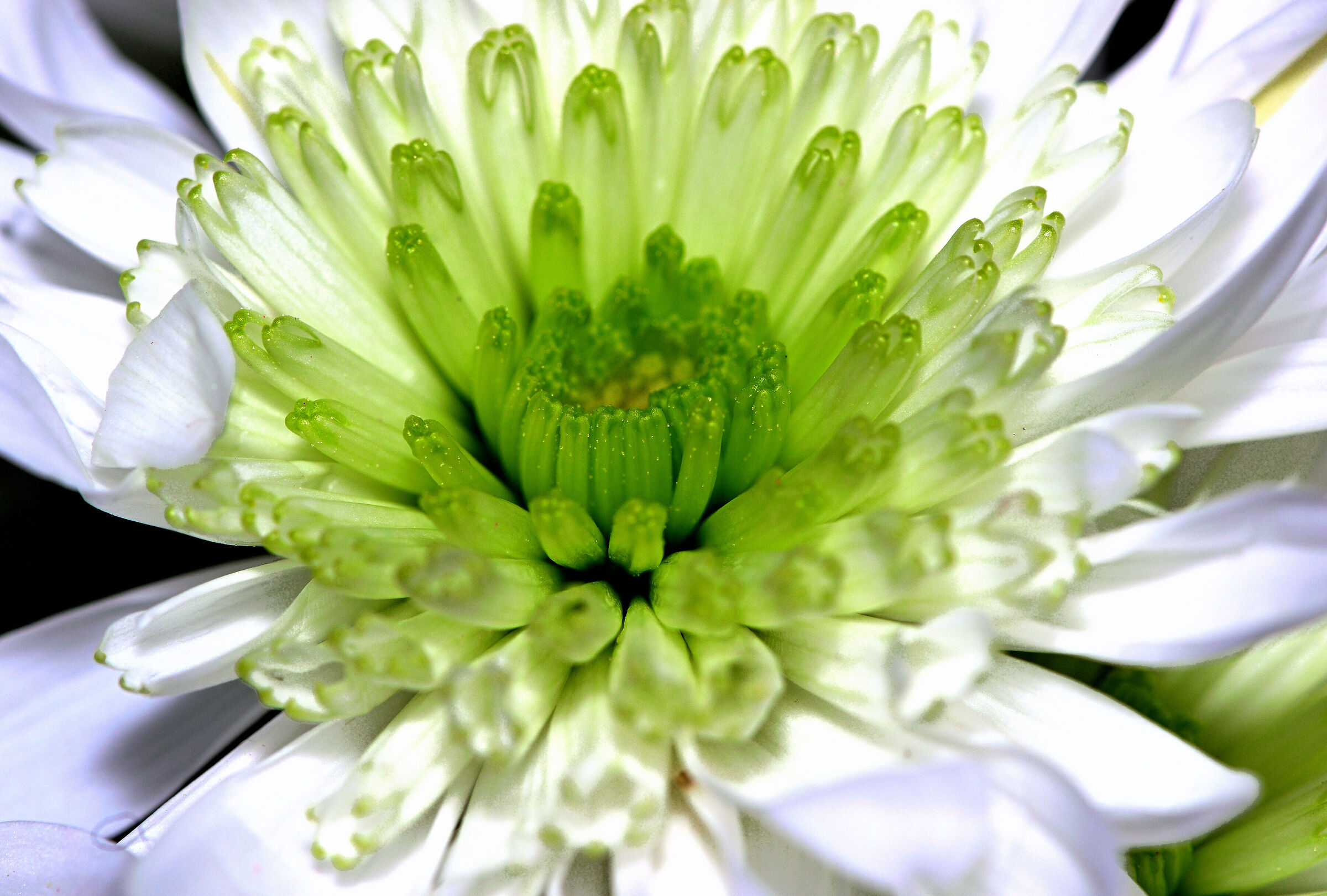 Green heart