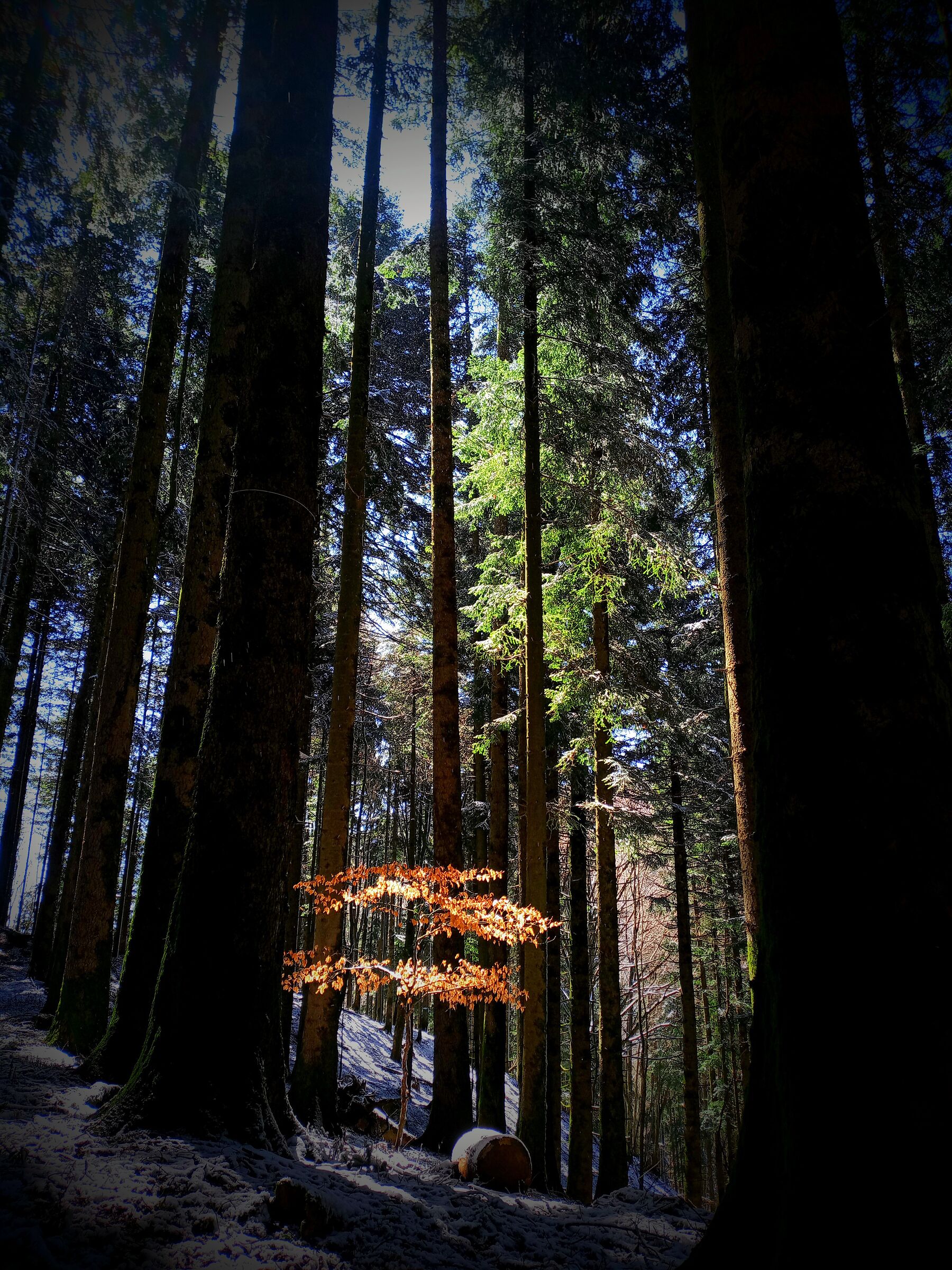 Tu illumini la notte del mondo