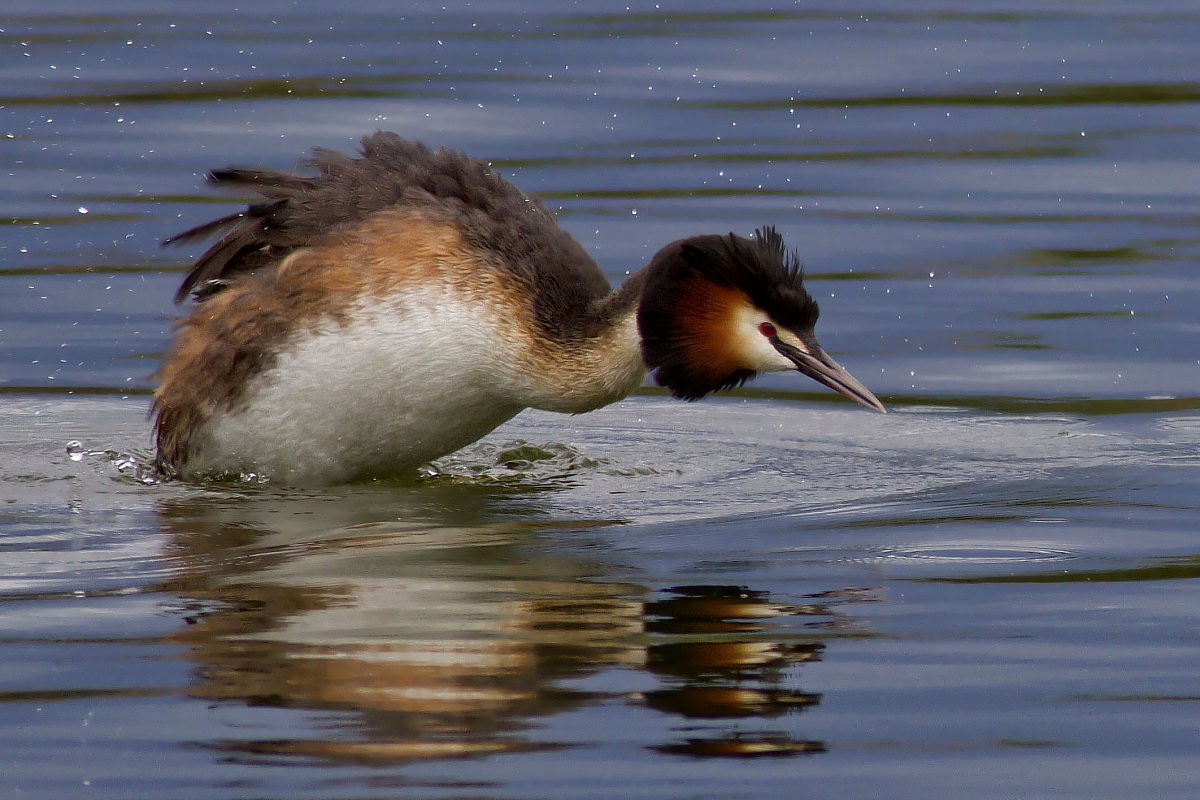 Svasso Nel Cielo Stellato