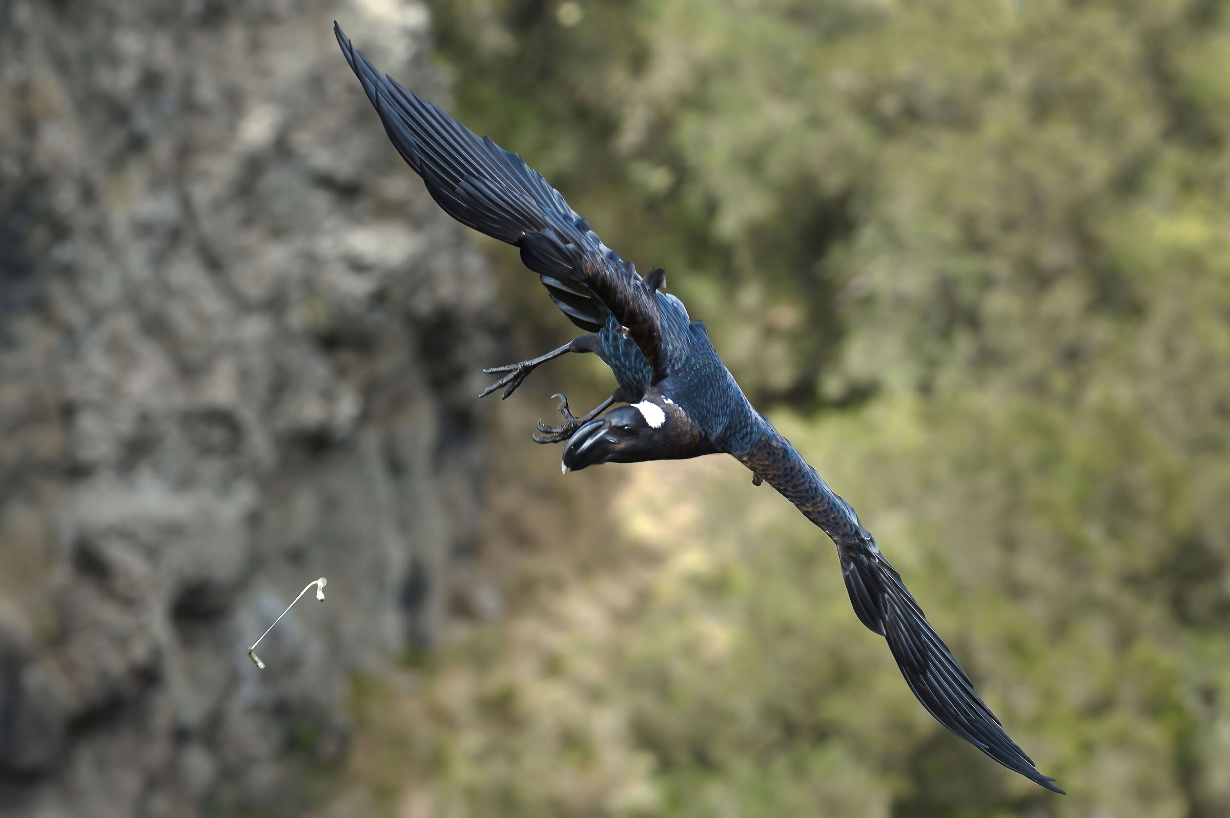 Abyssinian Raven (Corvus crassirostris)
