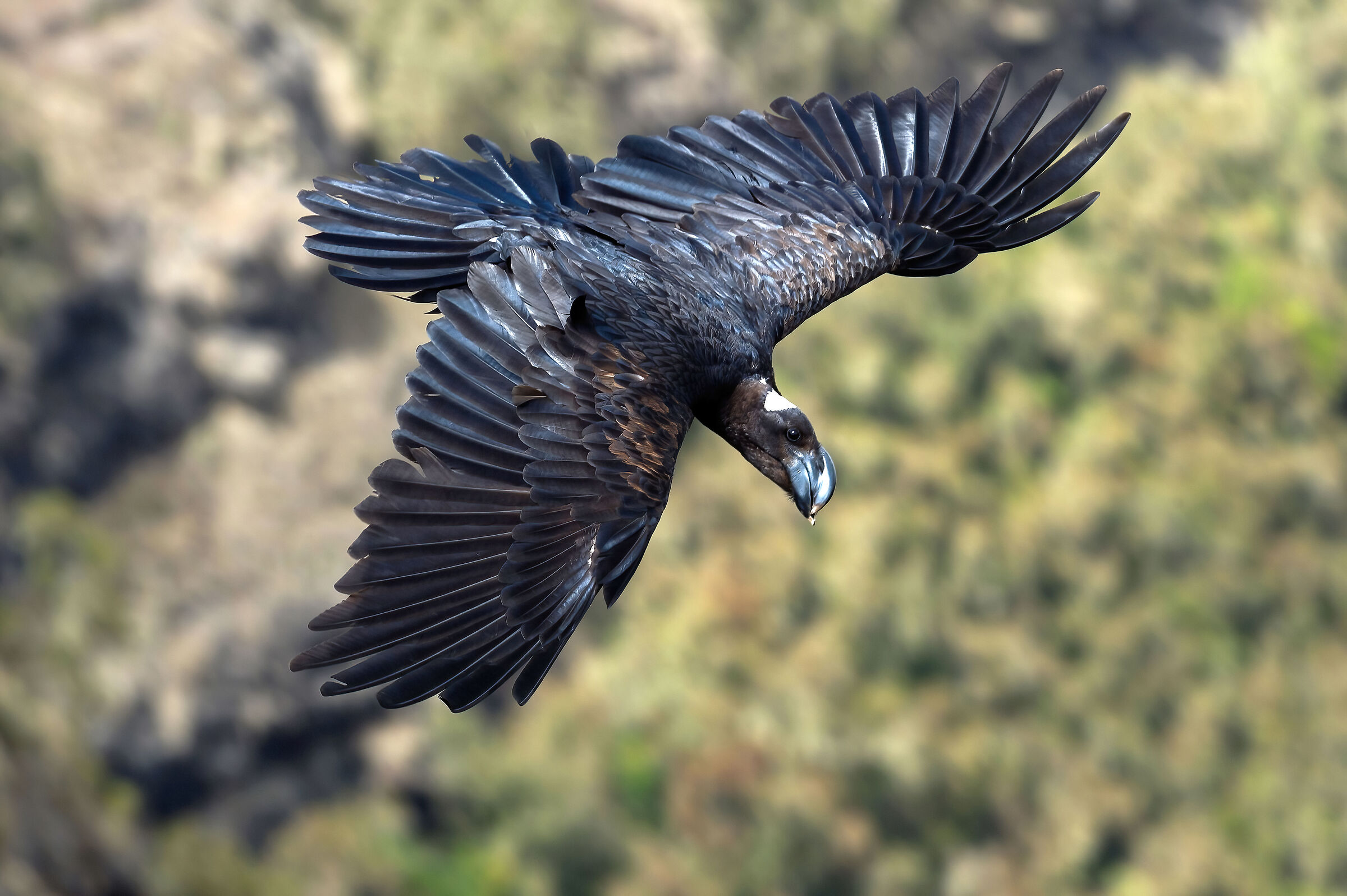 Corvo d'Abissinia (Corvus crassirostris)