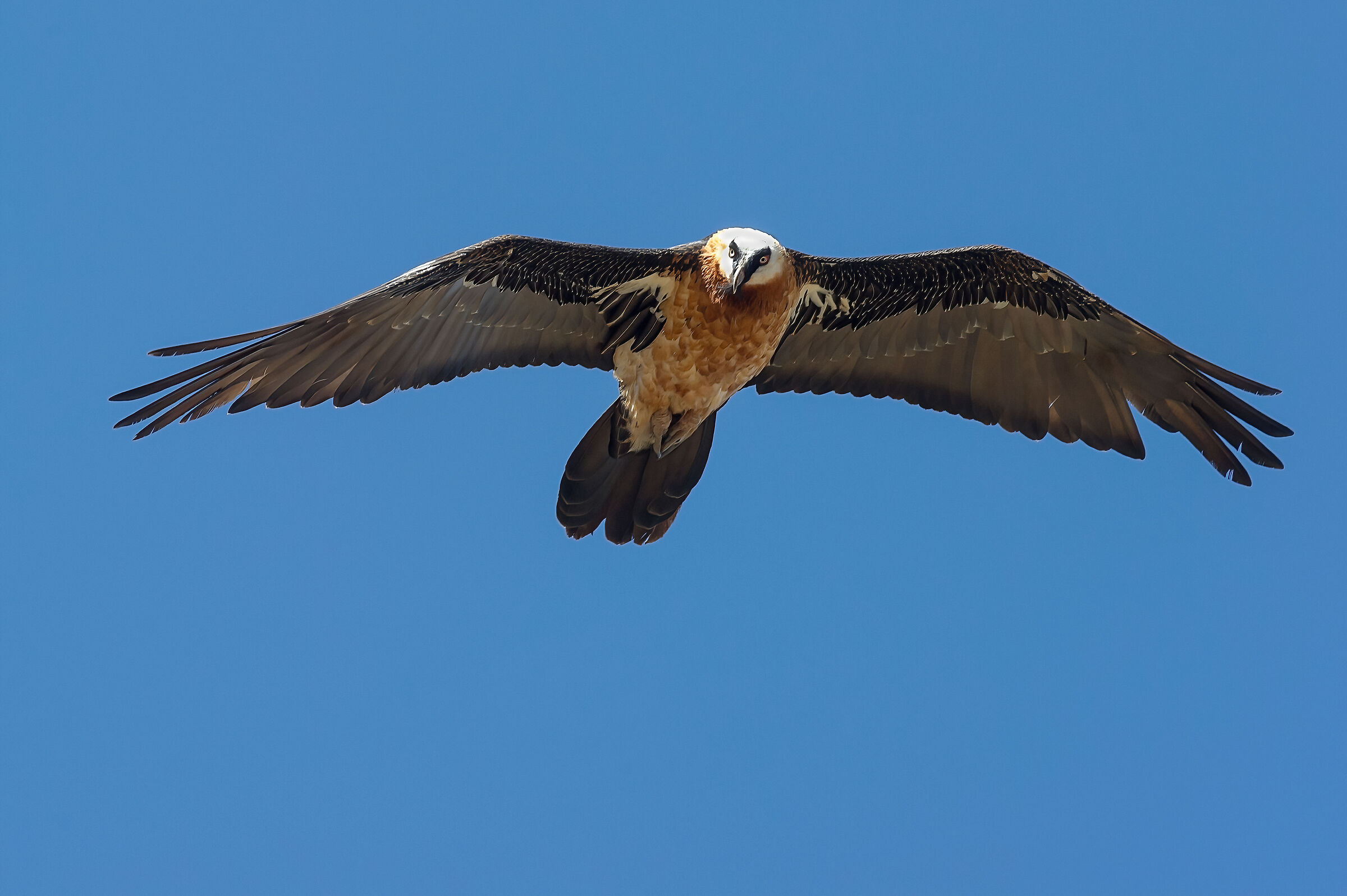 Gipeto (Gypaetus barbatus), Bearded Vulture