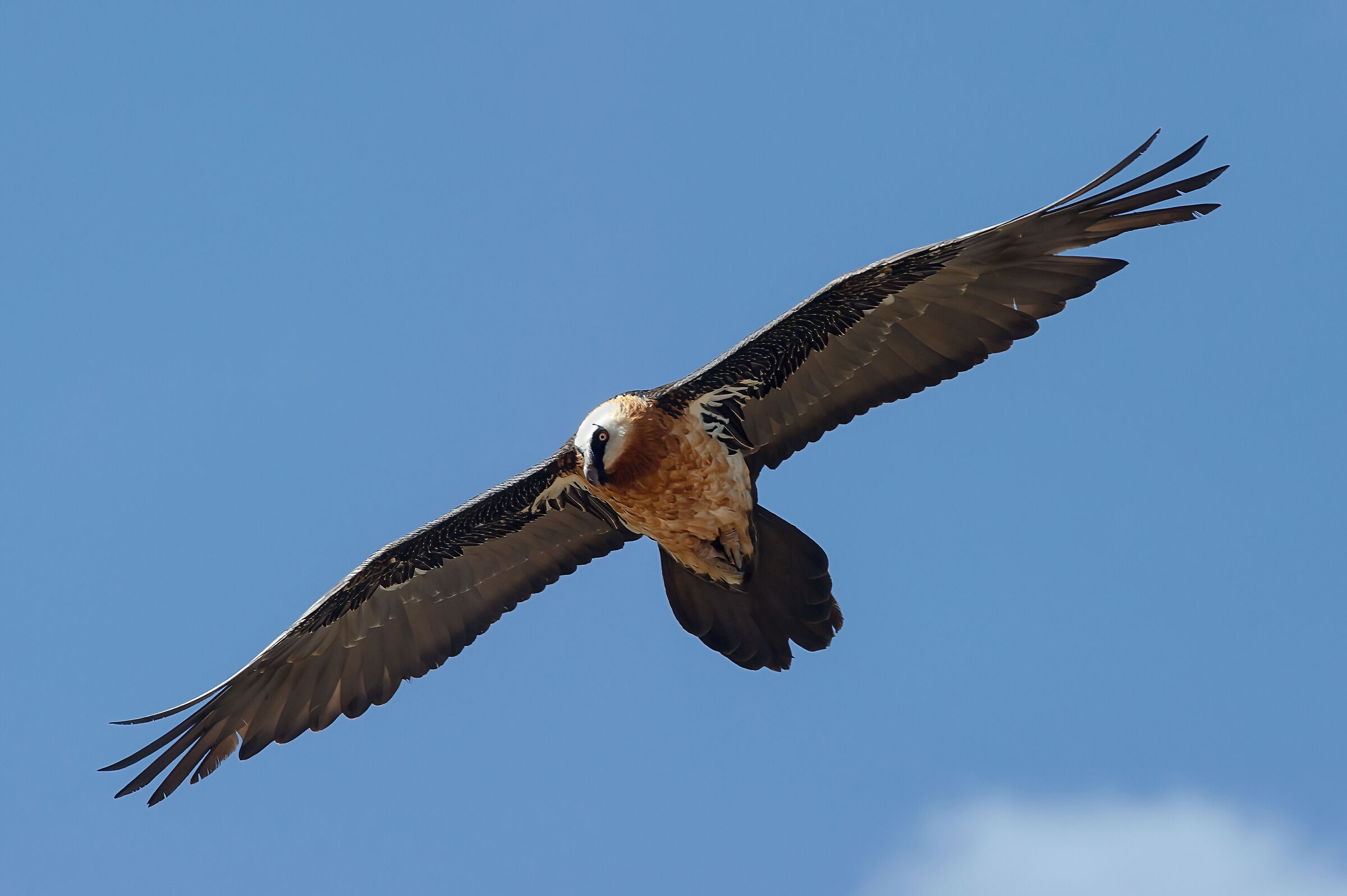 Gipeto (Gypaetus barbatus), Bearded Vulture