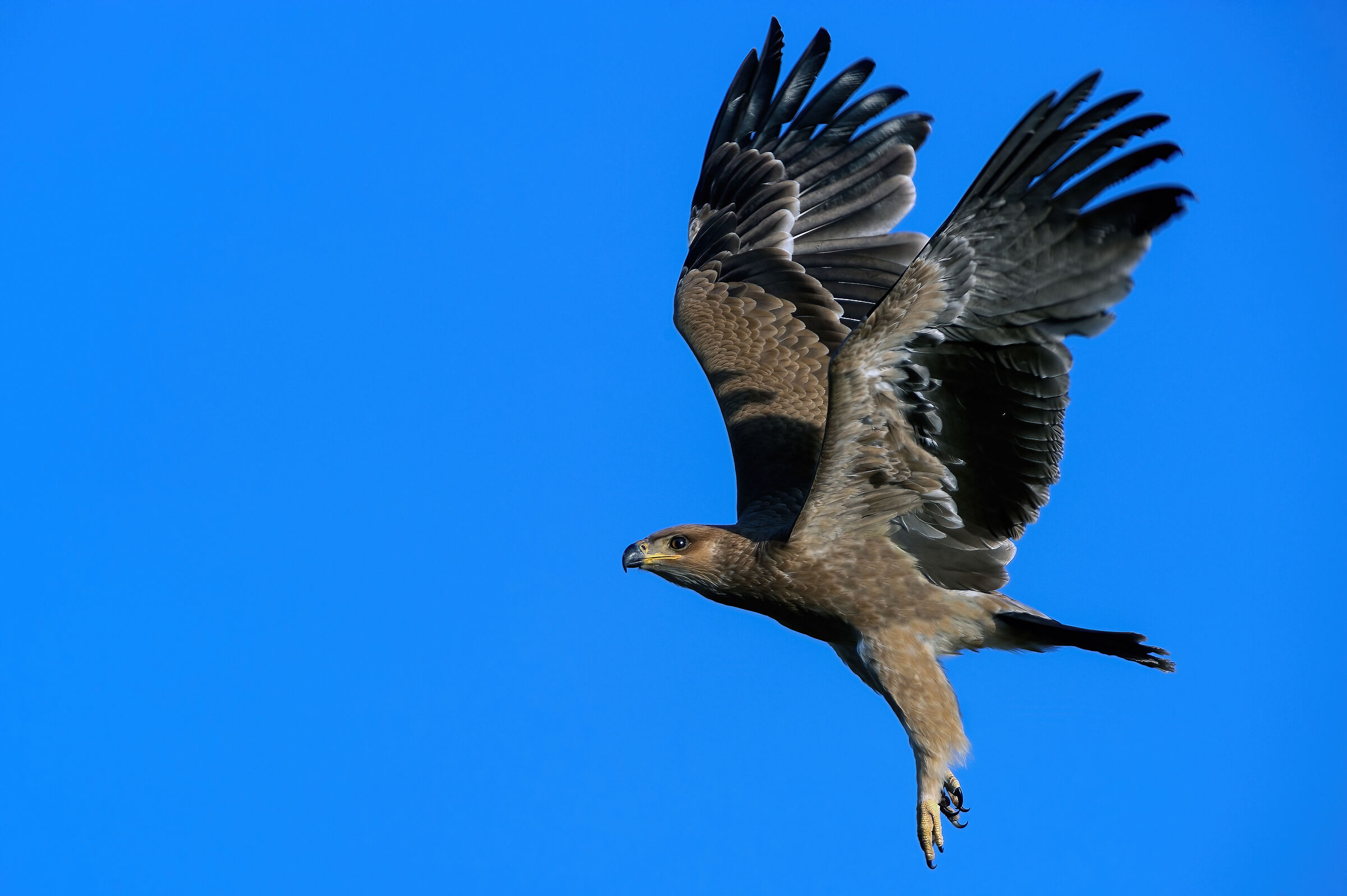 Eagle of Prey (Aquila rapax), Tawny Eagle