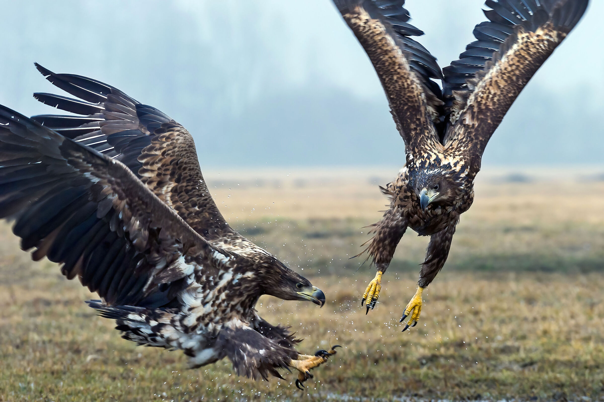 Sea eagles (Haliaeetus albicilla)
