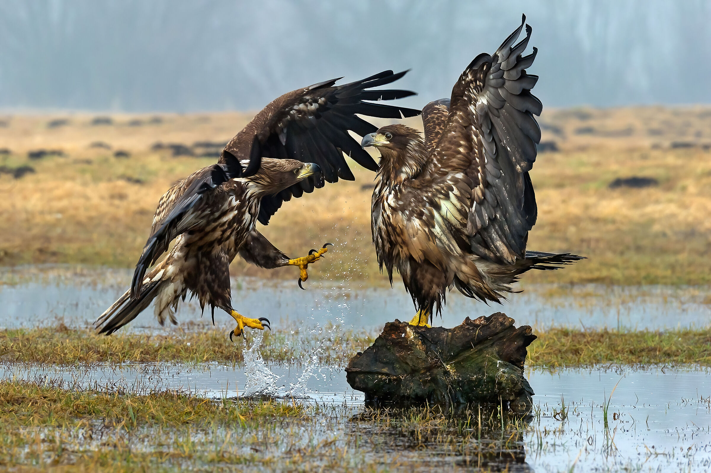 Sea eagles (Haliaeetus albicilla)