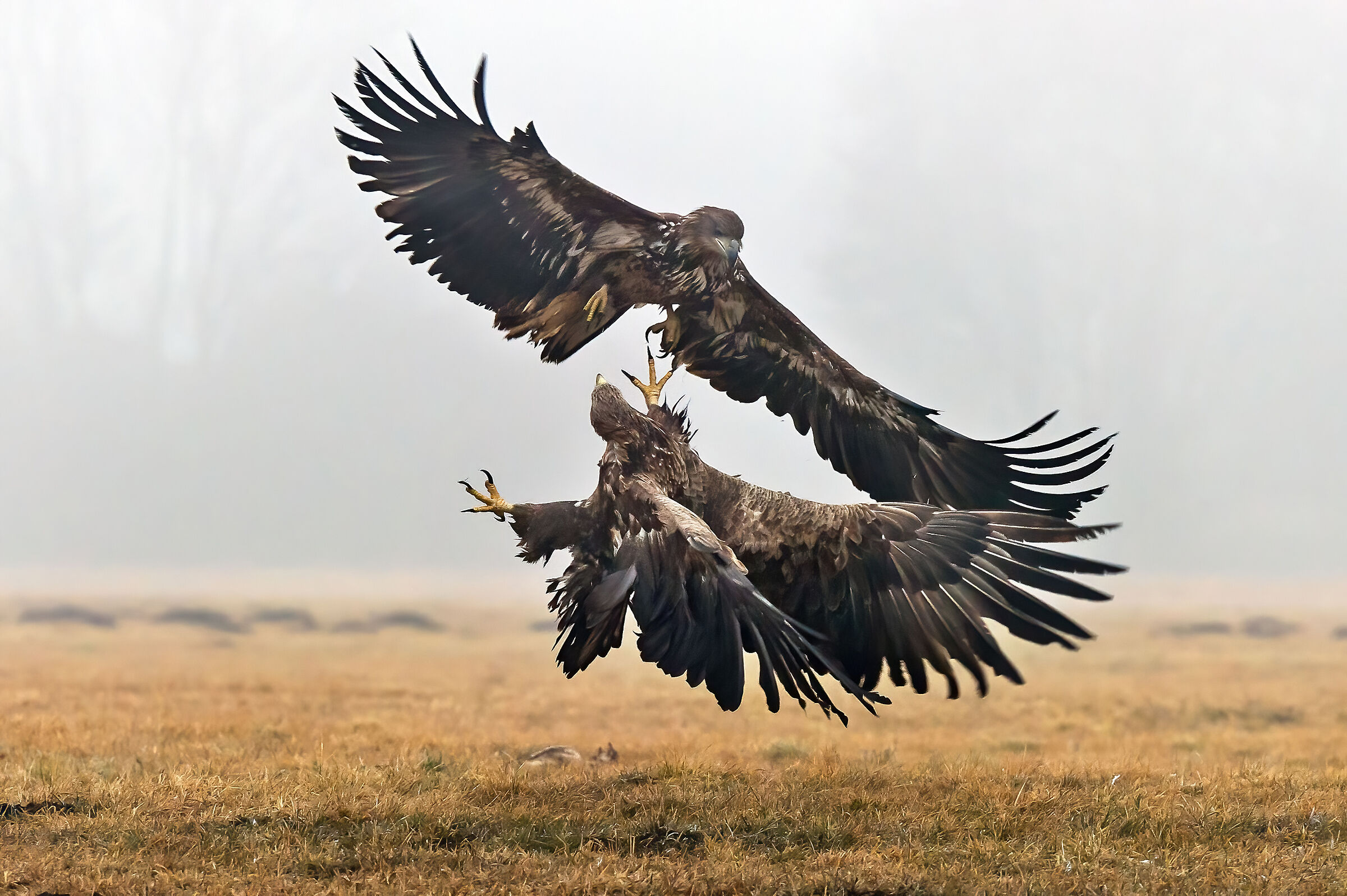 Sea eagles (Haliaeetus albicilla)