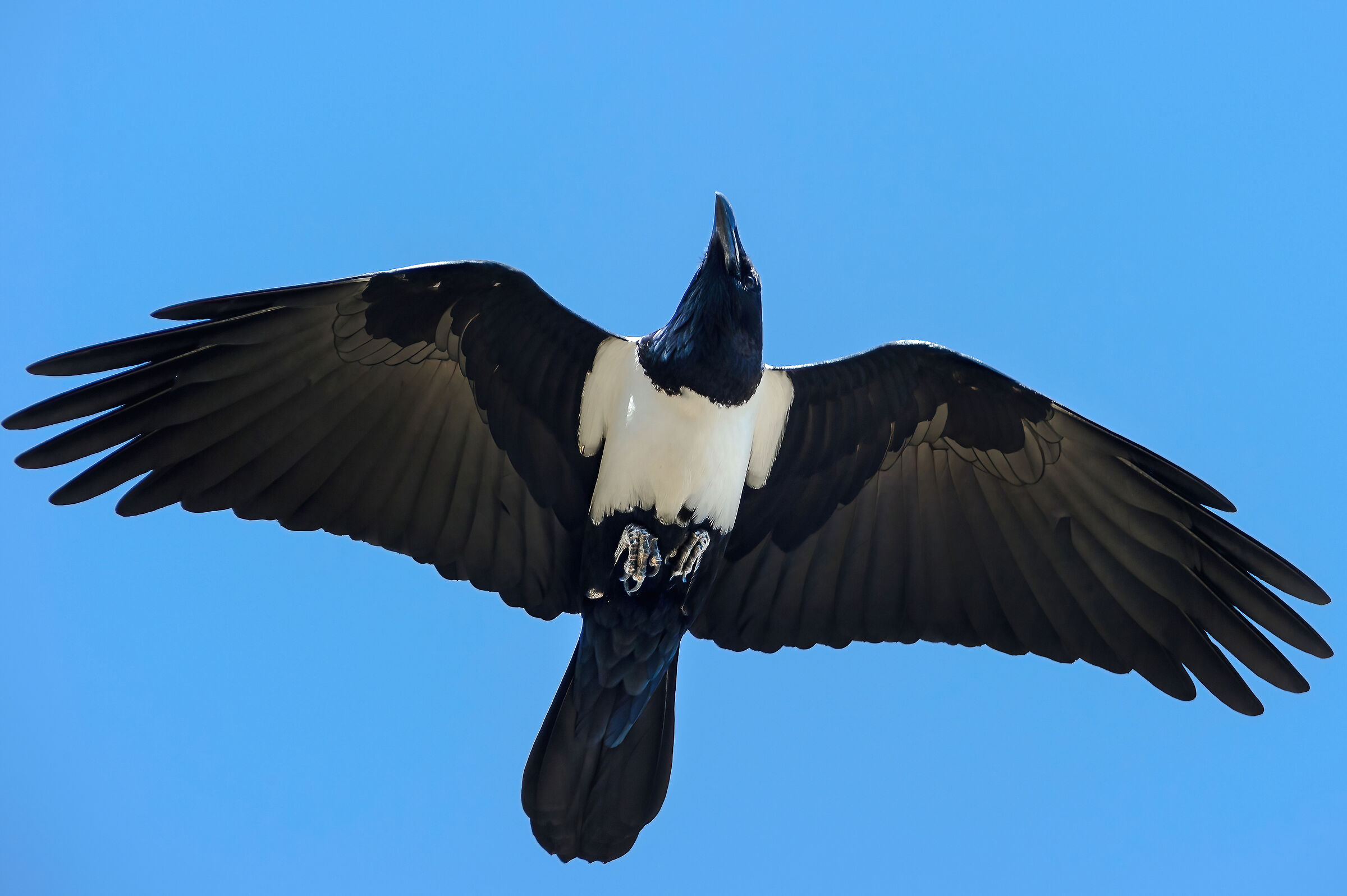 White-breasted crow (Corvus albus)