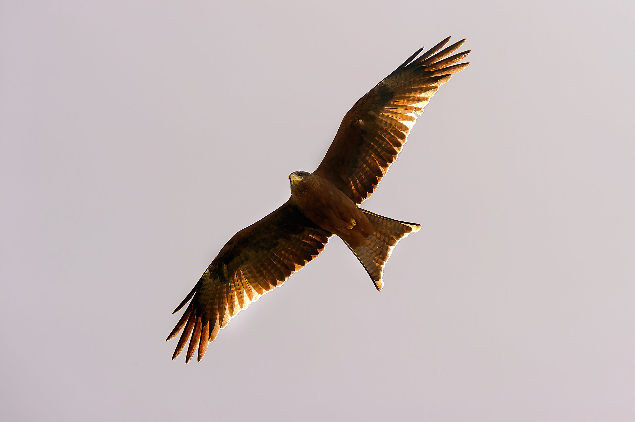 Yellow-billed kite (Milvus aegyptius)