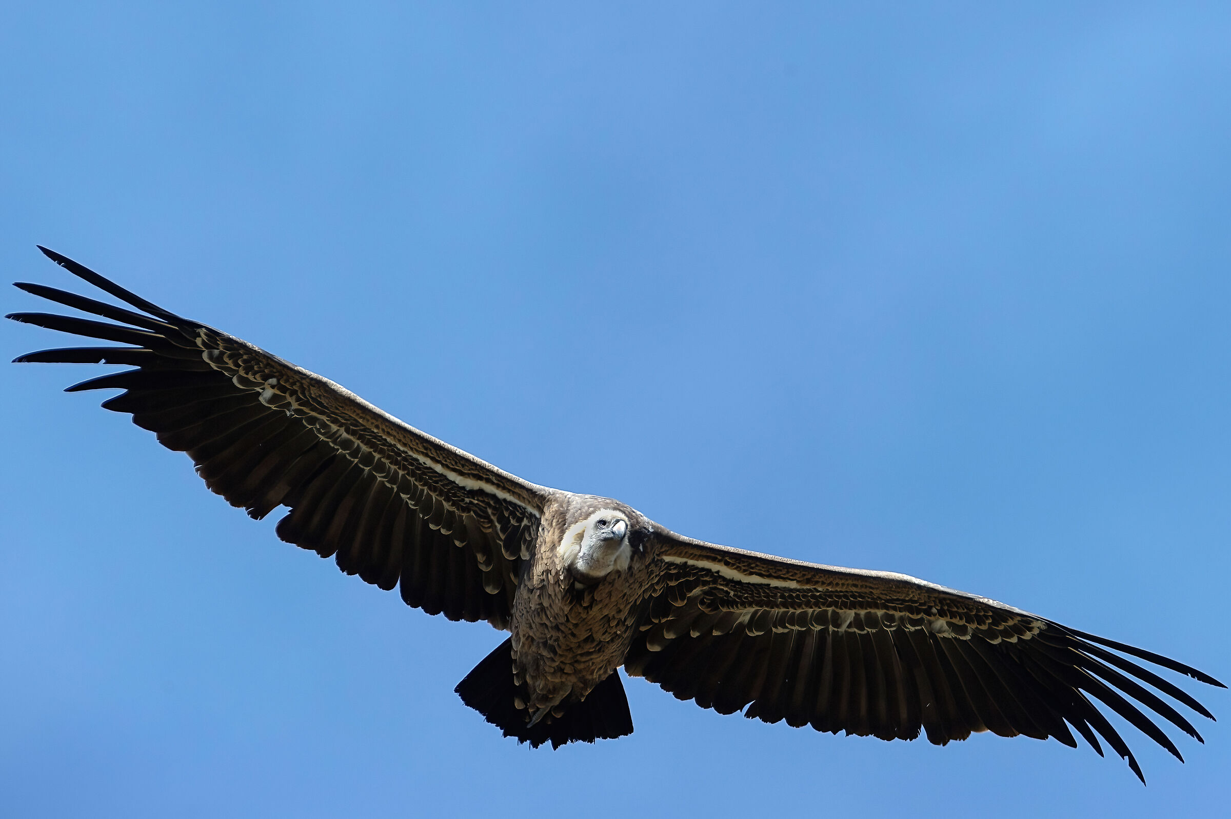 Griffon vulture (fulvus)