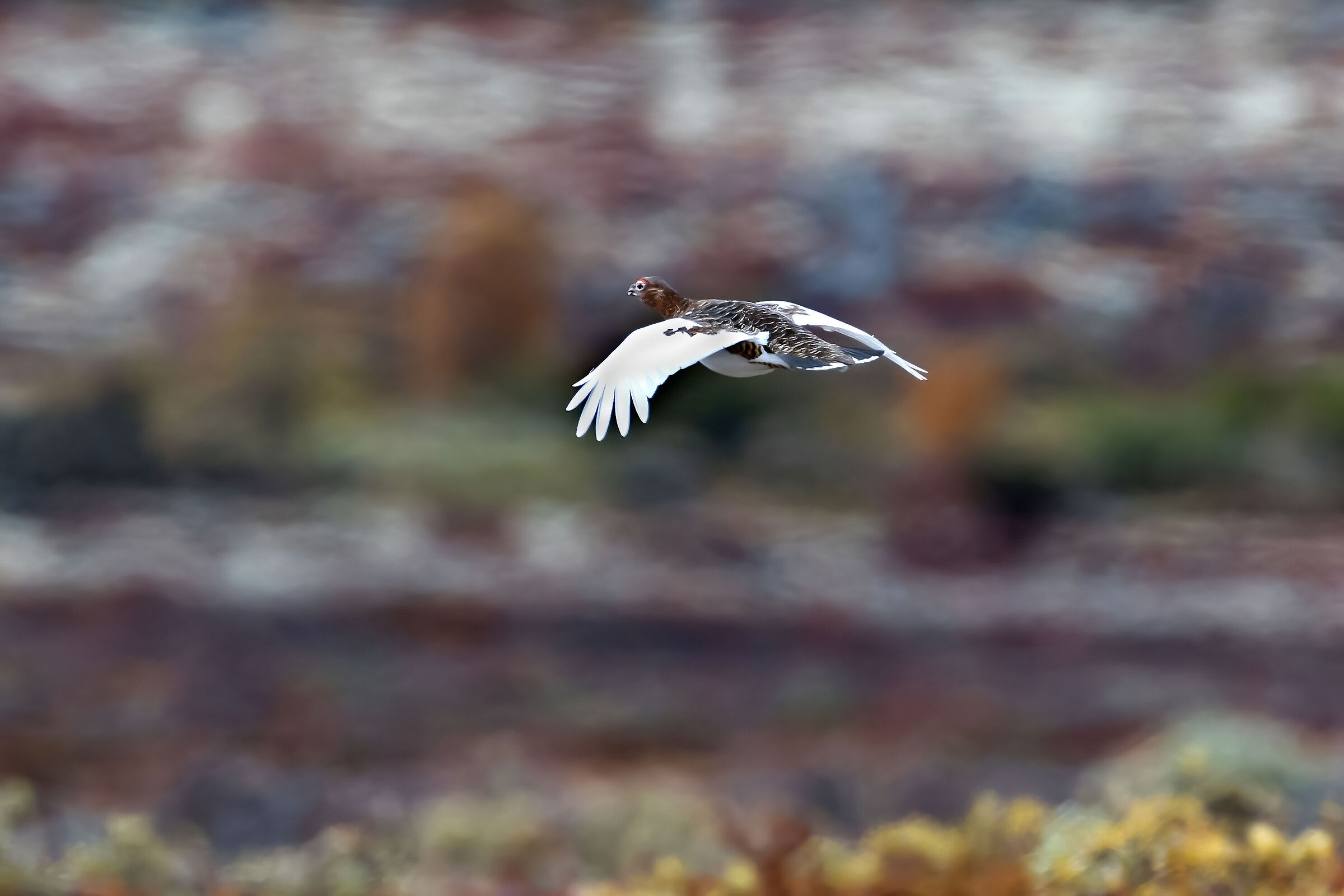 Northern ptarmigan, Lagopus lagopus