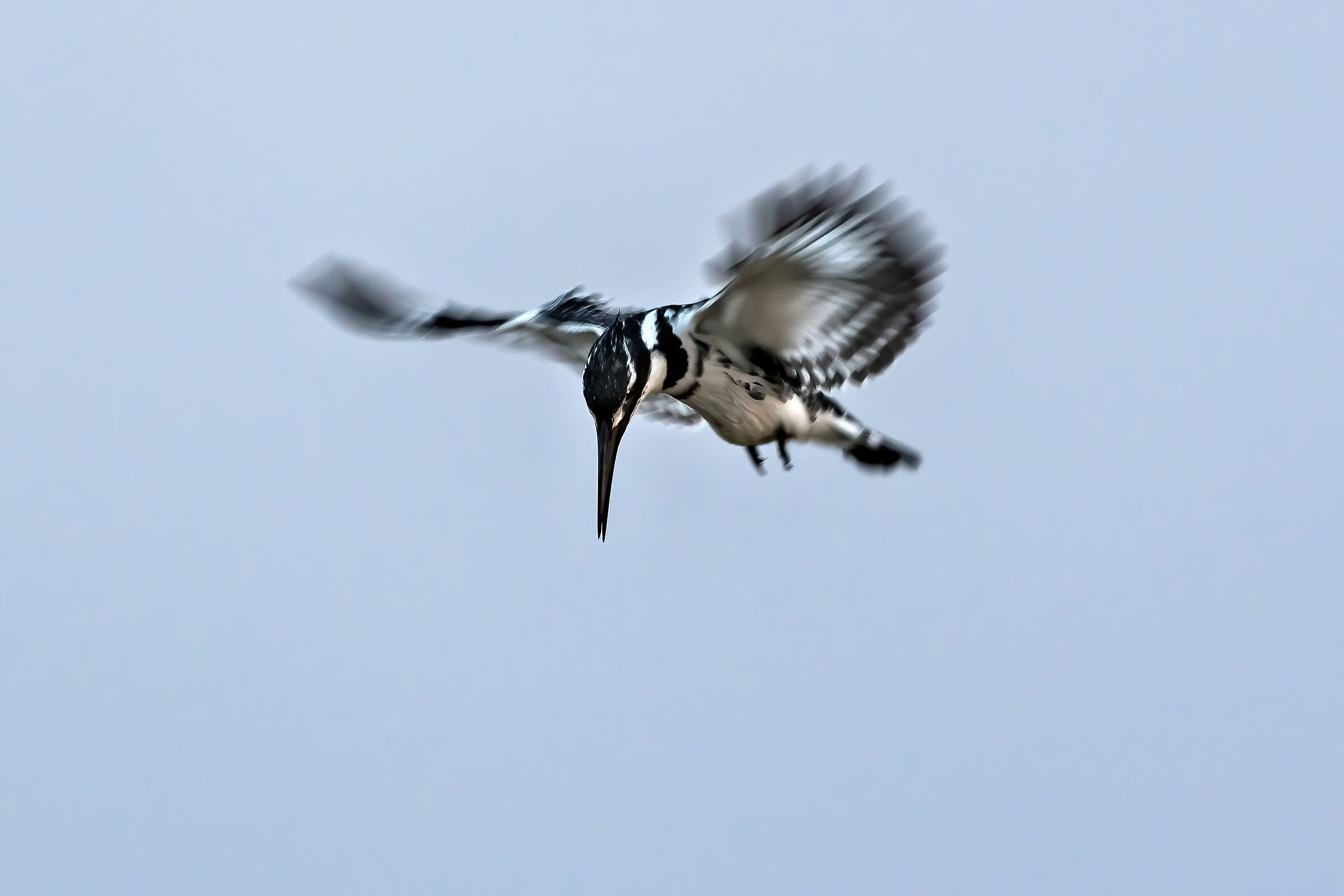 Black and white kingfisher (Ceryle rudis)