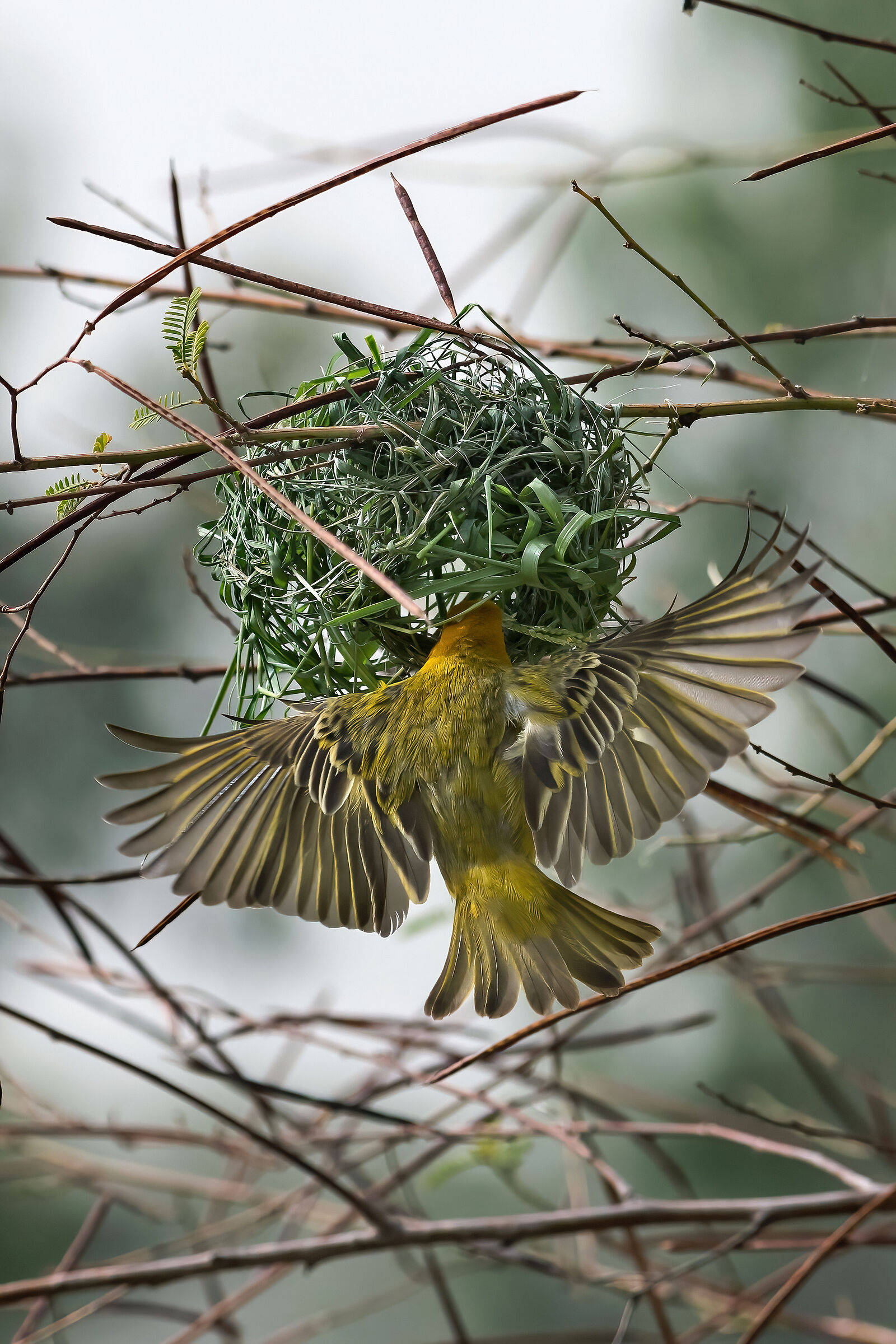 Weaver bird