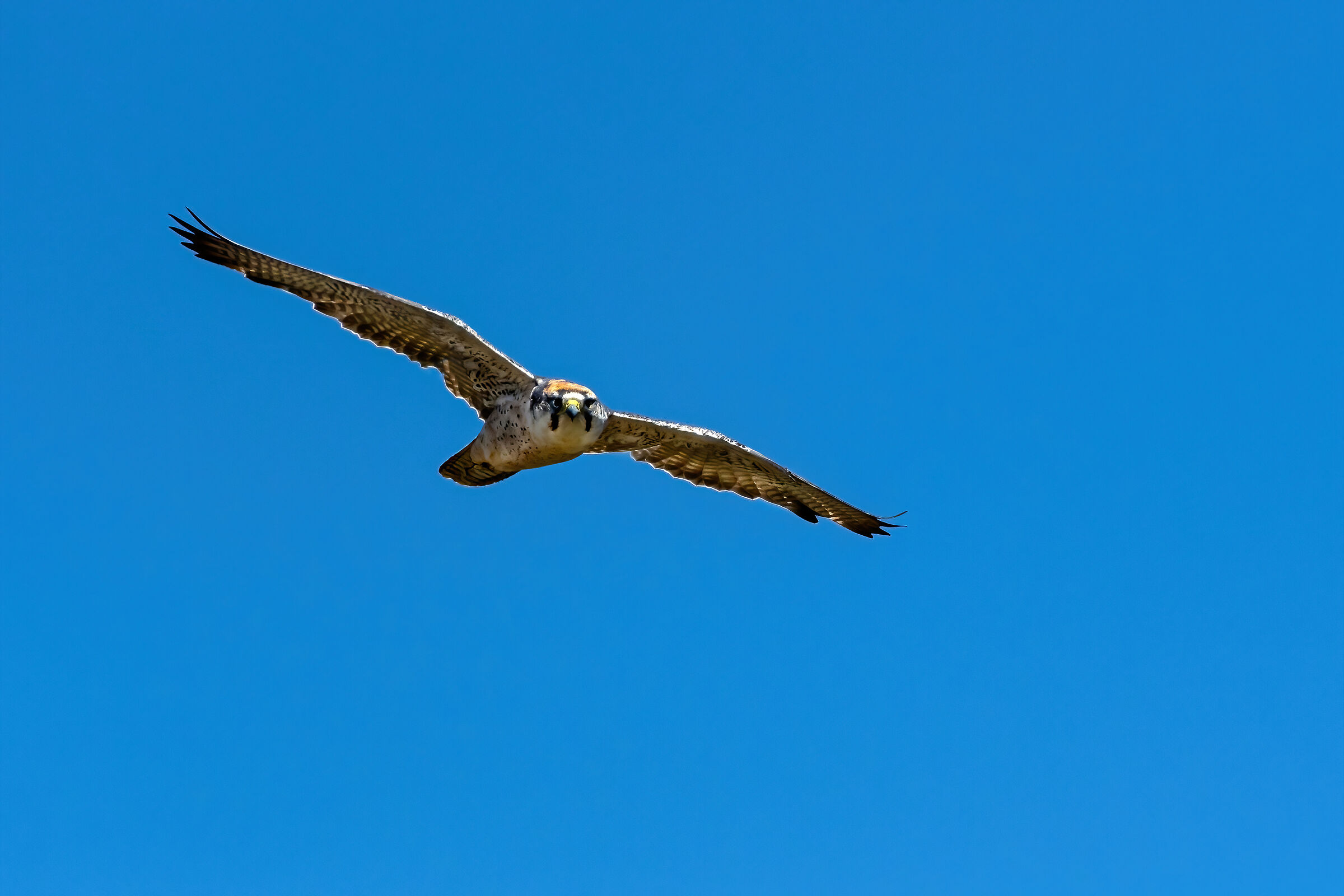 Lanner falcon (Falco biarmicus)