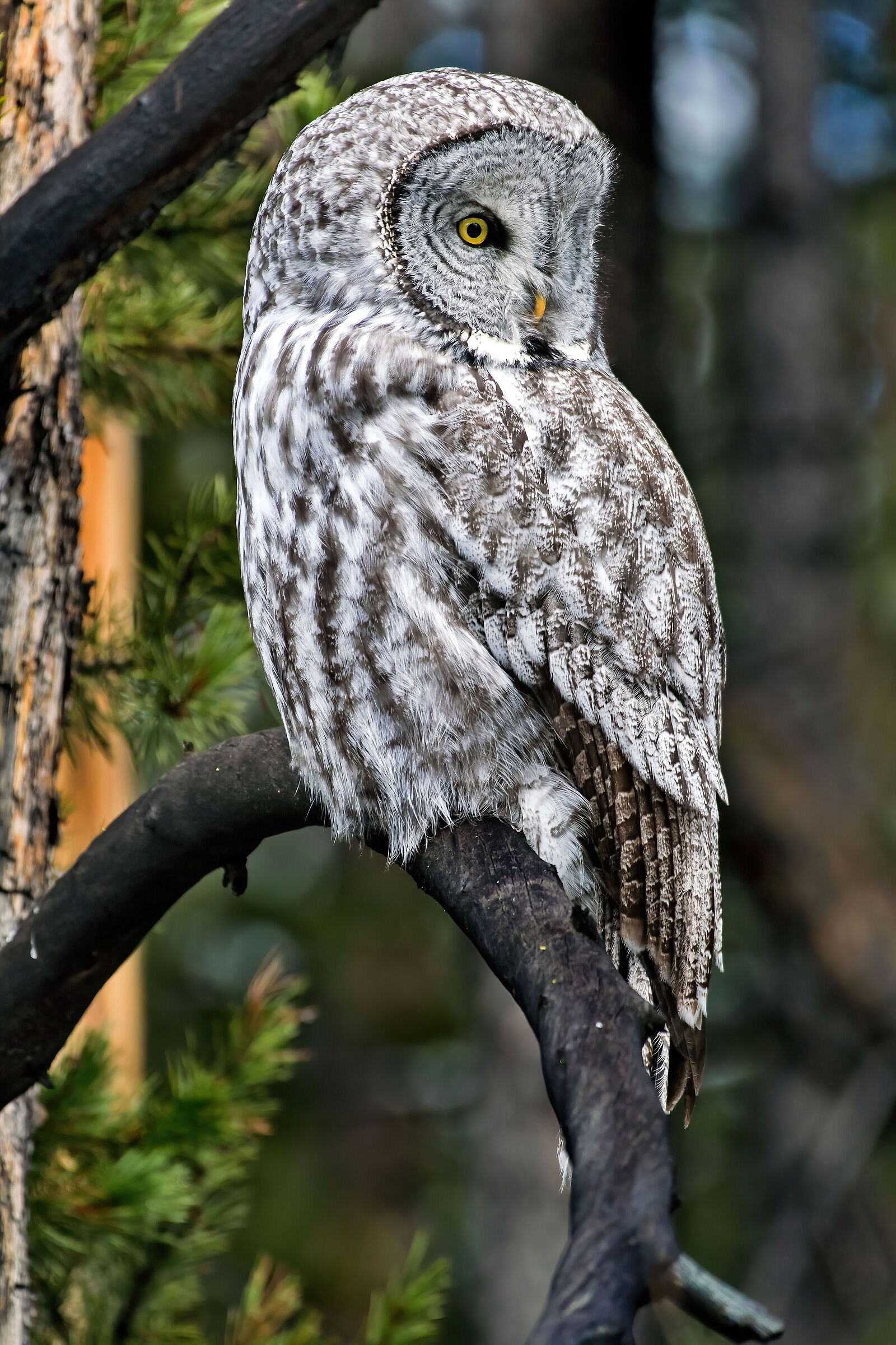 Lapland Owl (Strix nebulosa), Great Grey Owl
