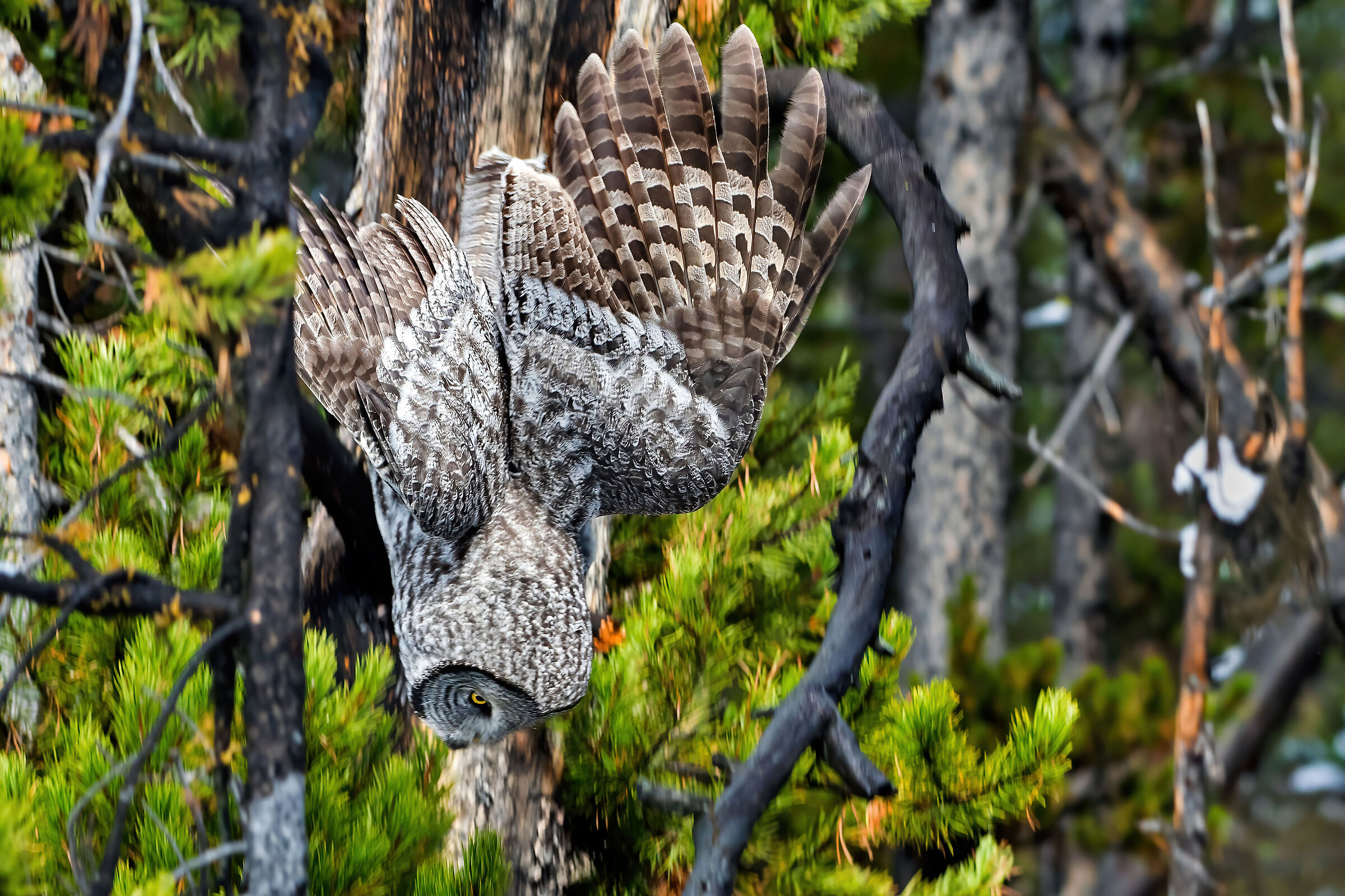 Lapland Owl (Strix nebulosa), Great Grey Owl