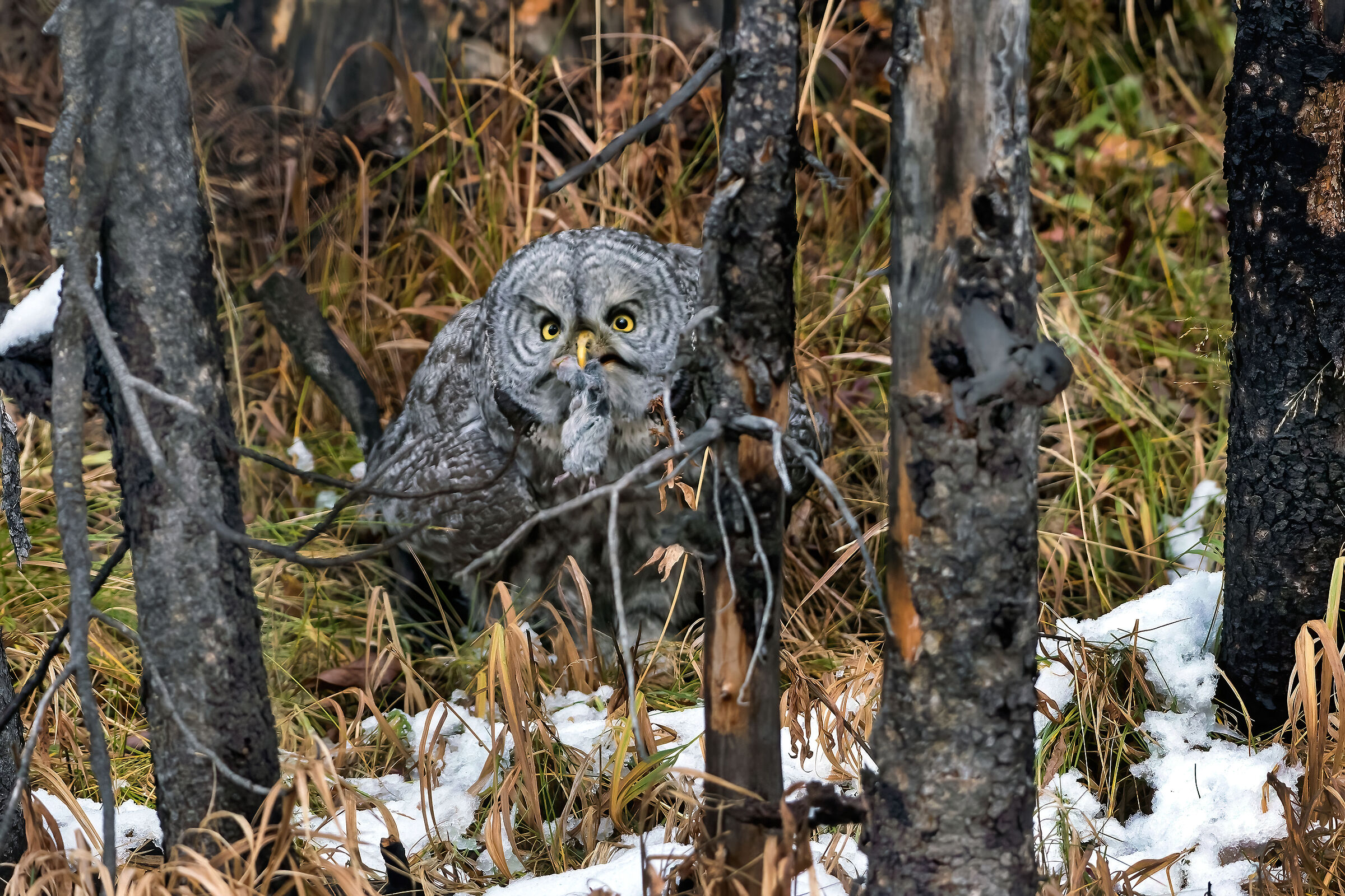 Lapland Owl (Strix nebulosa), Great Grey Owl