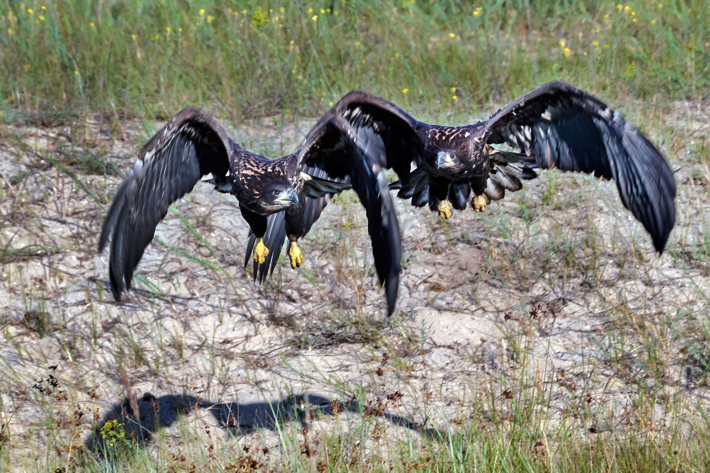 Sea eagles (Haliaeets albicilla) juv.