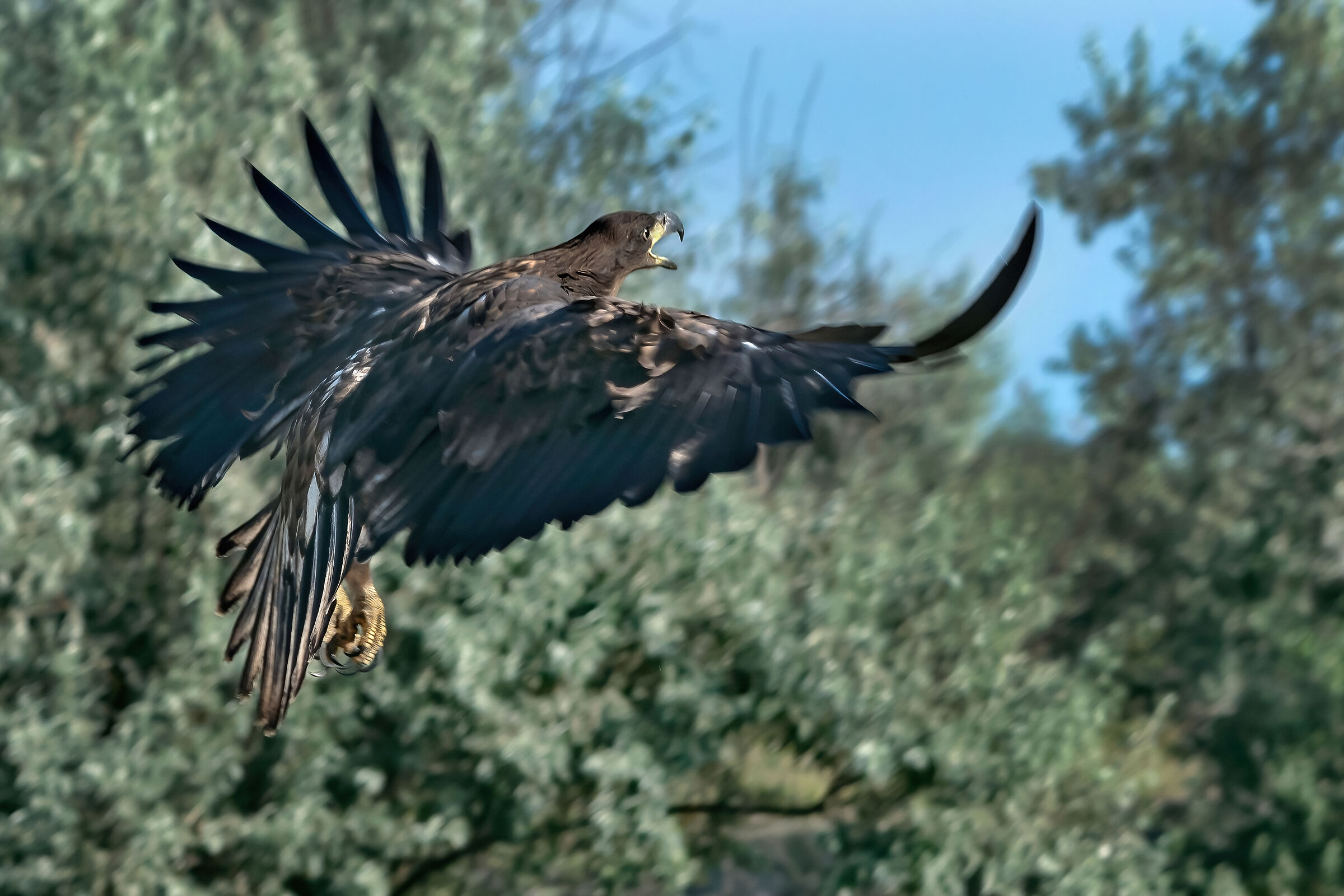 Sea eagle (Haliaeets albicilla) juv.